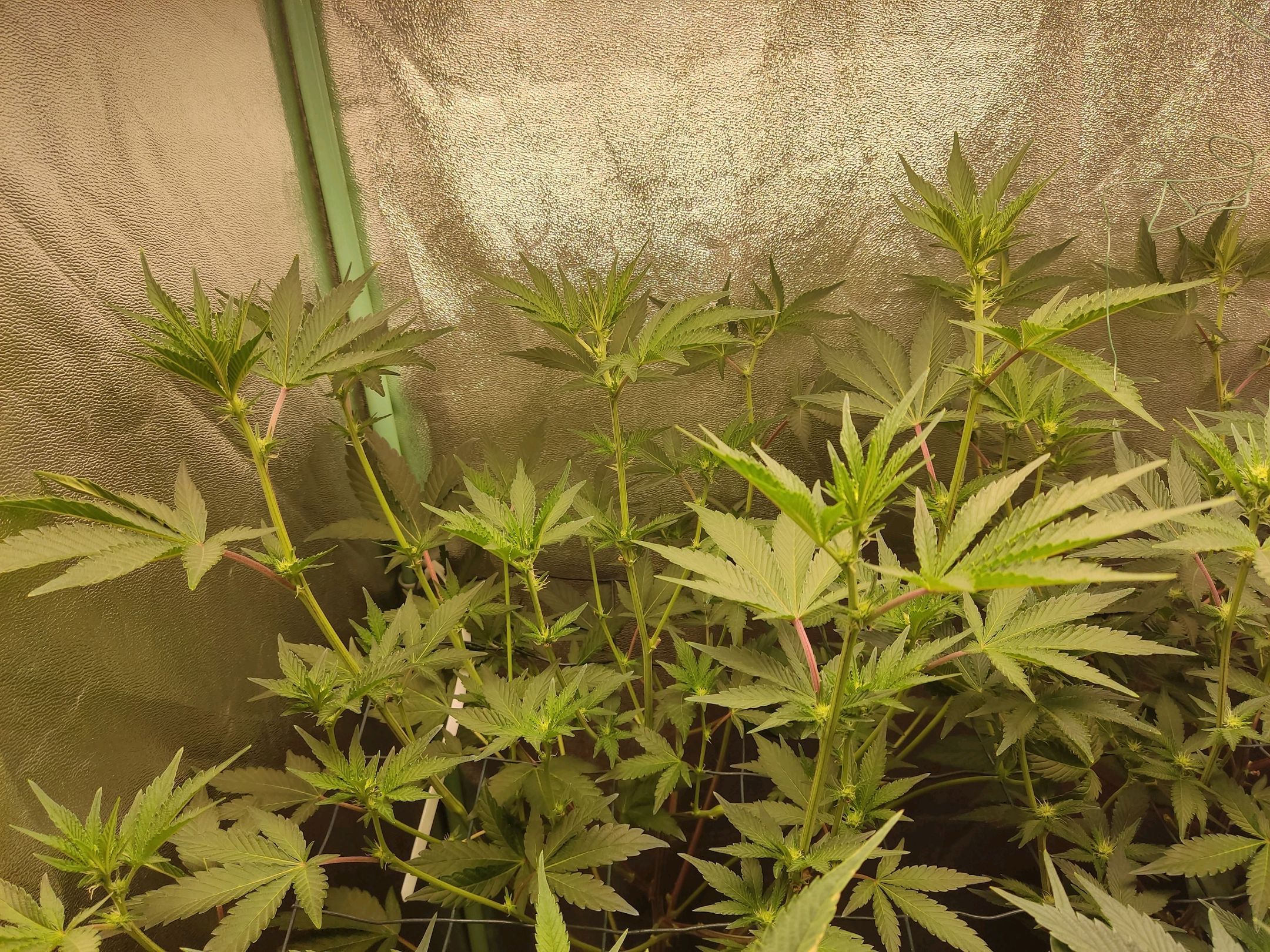 Skunky growlog photo 26