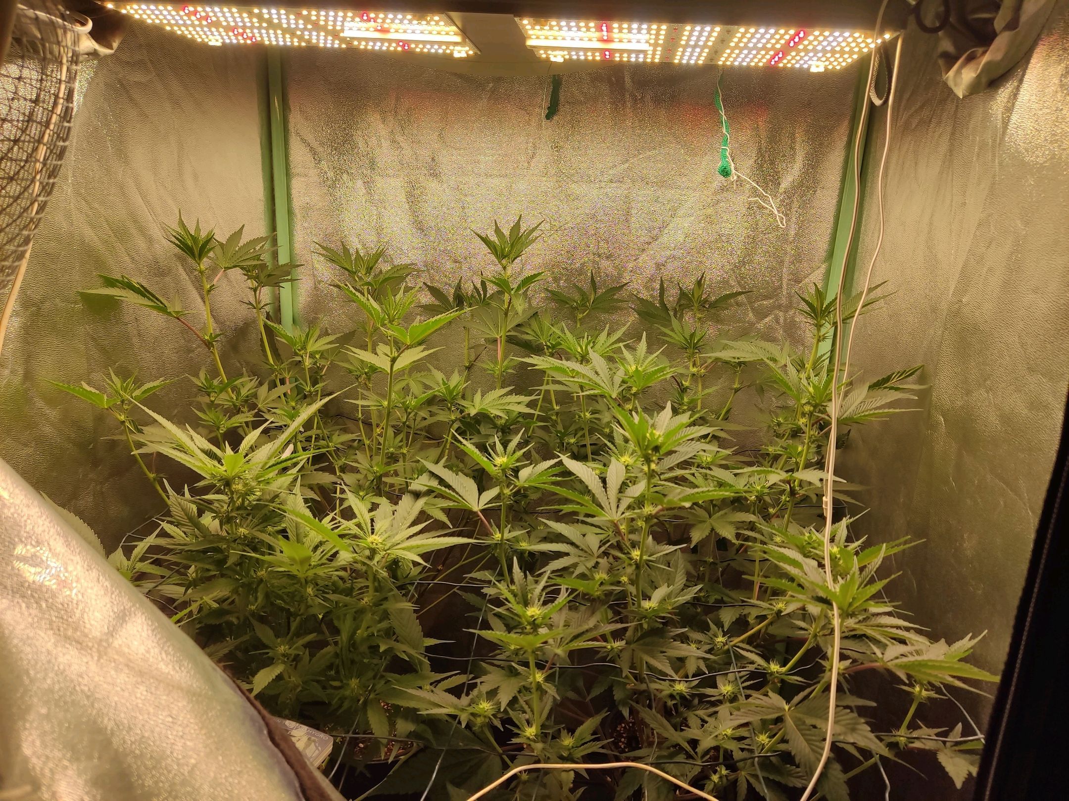 Skunky growlog photo 28