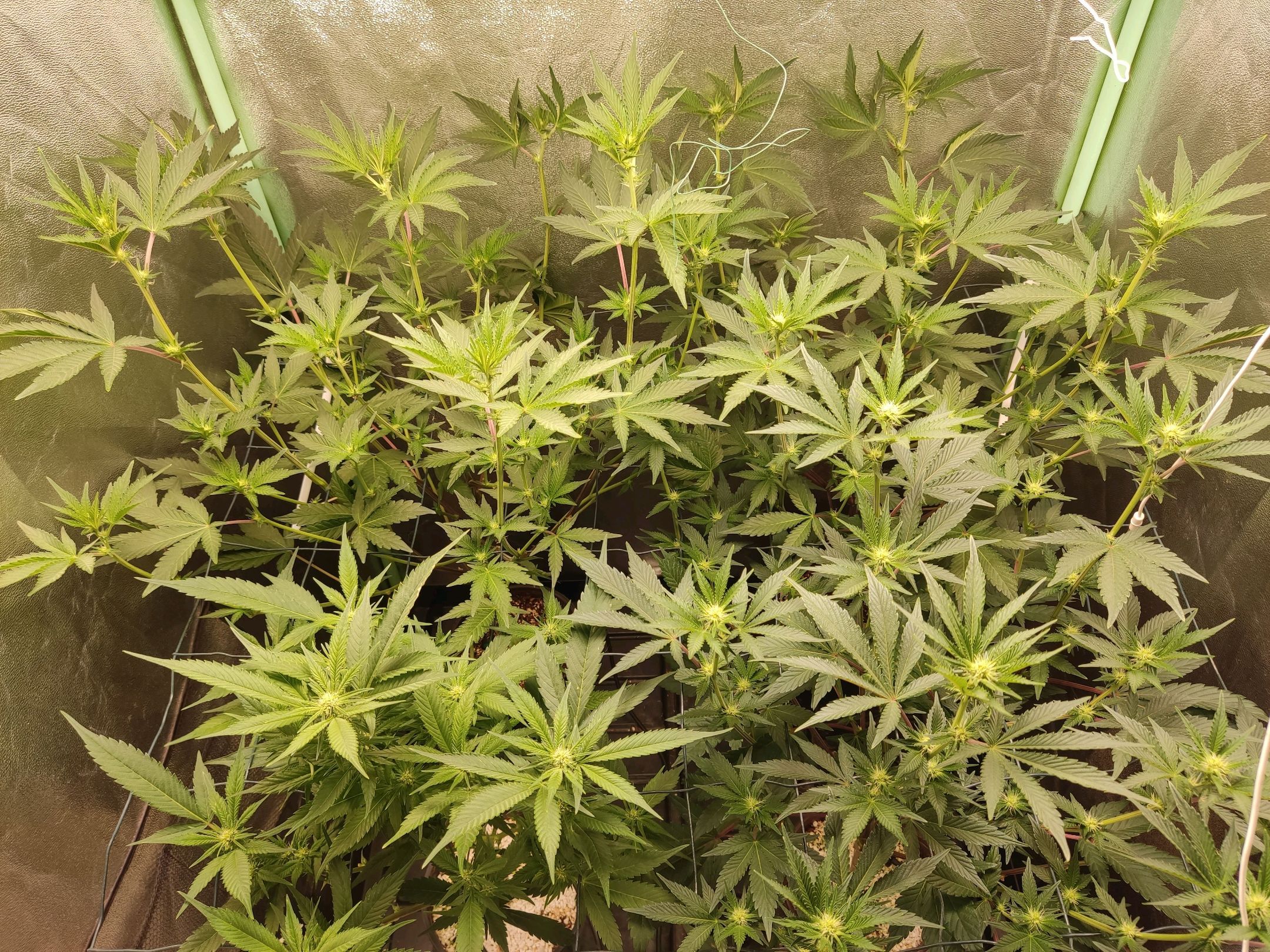 Skunky growlog photo 29