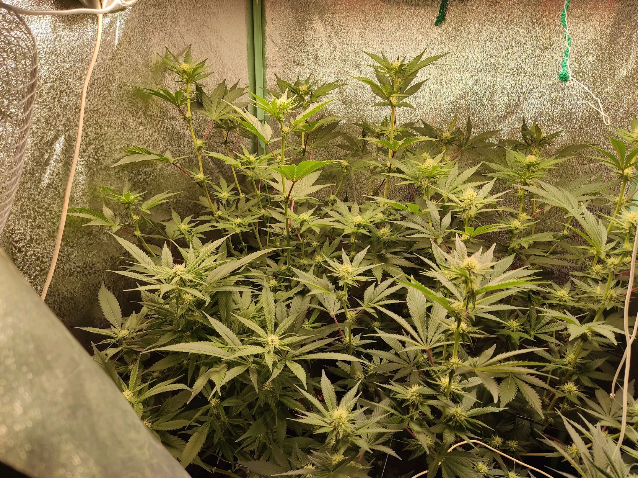 Skunky growlog photo 30