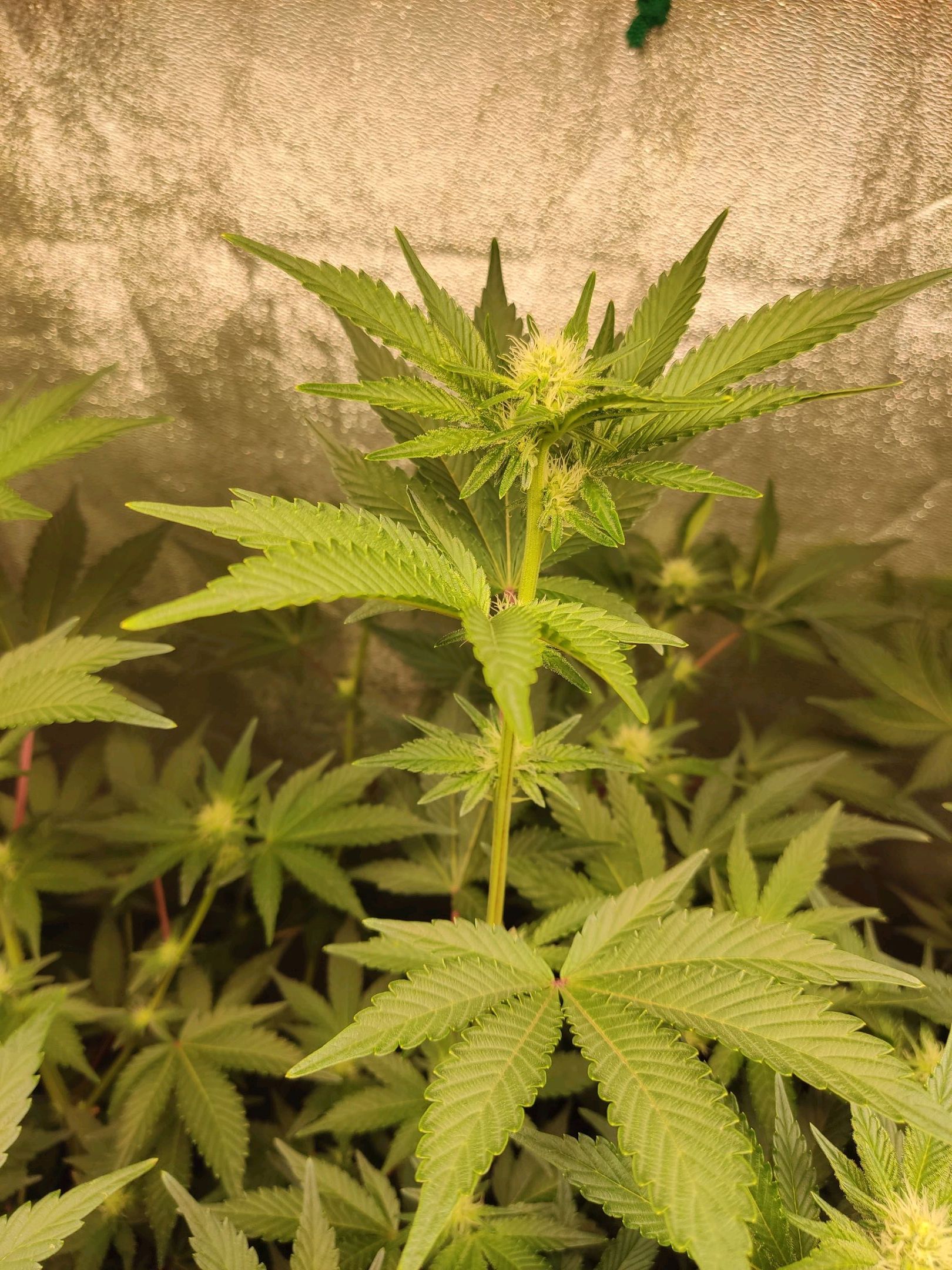 Skunky growlog photo 31