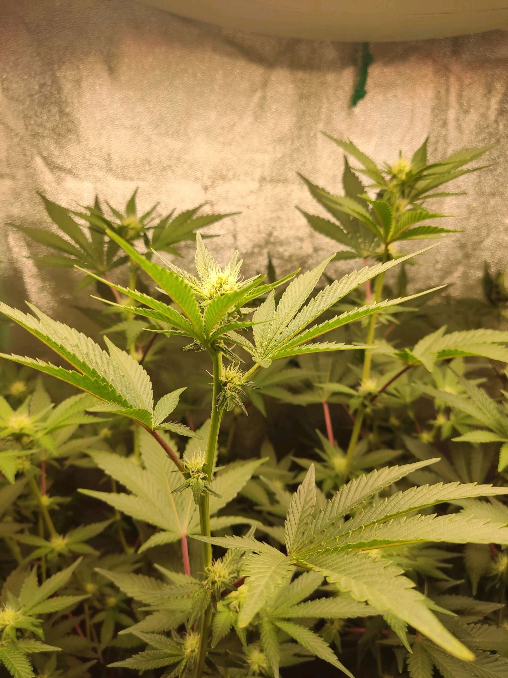 Skunky growlog photo 32