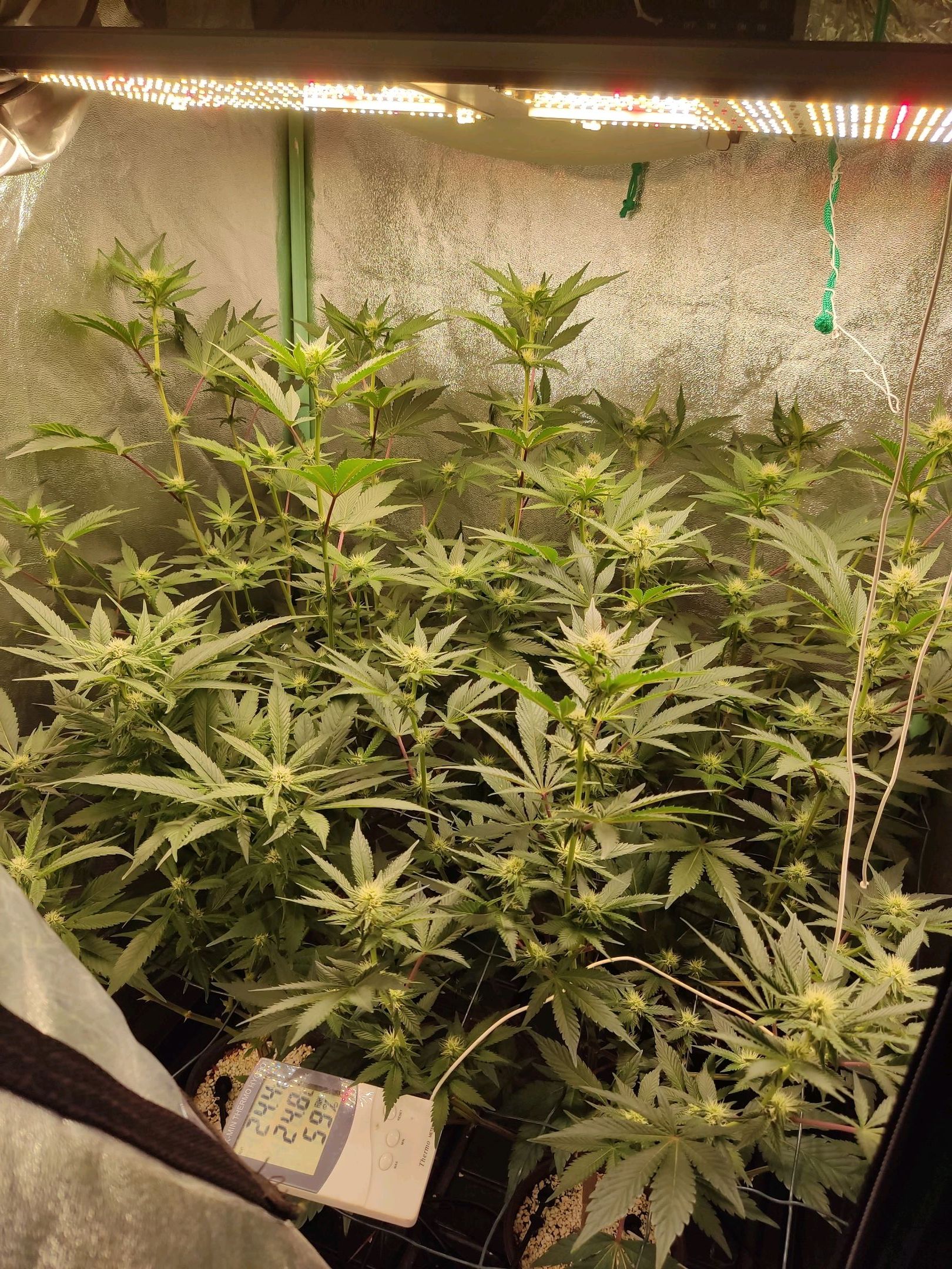 Skunky growlog photo 33