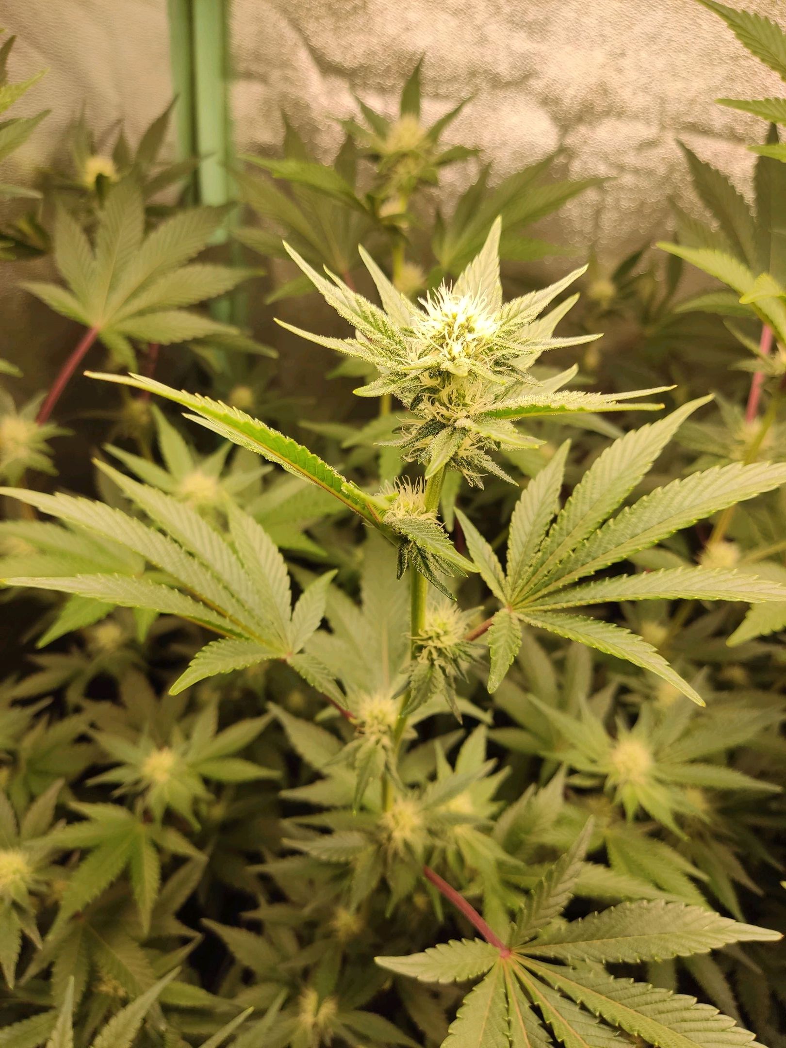 Skunky growlog photo 34