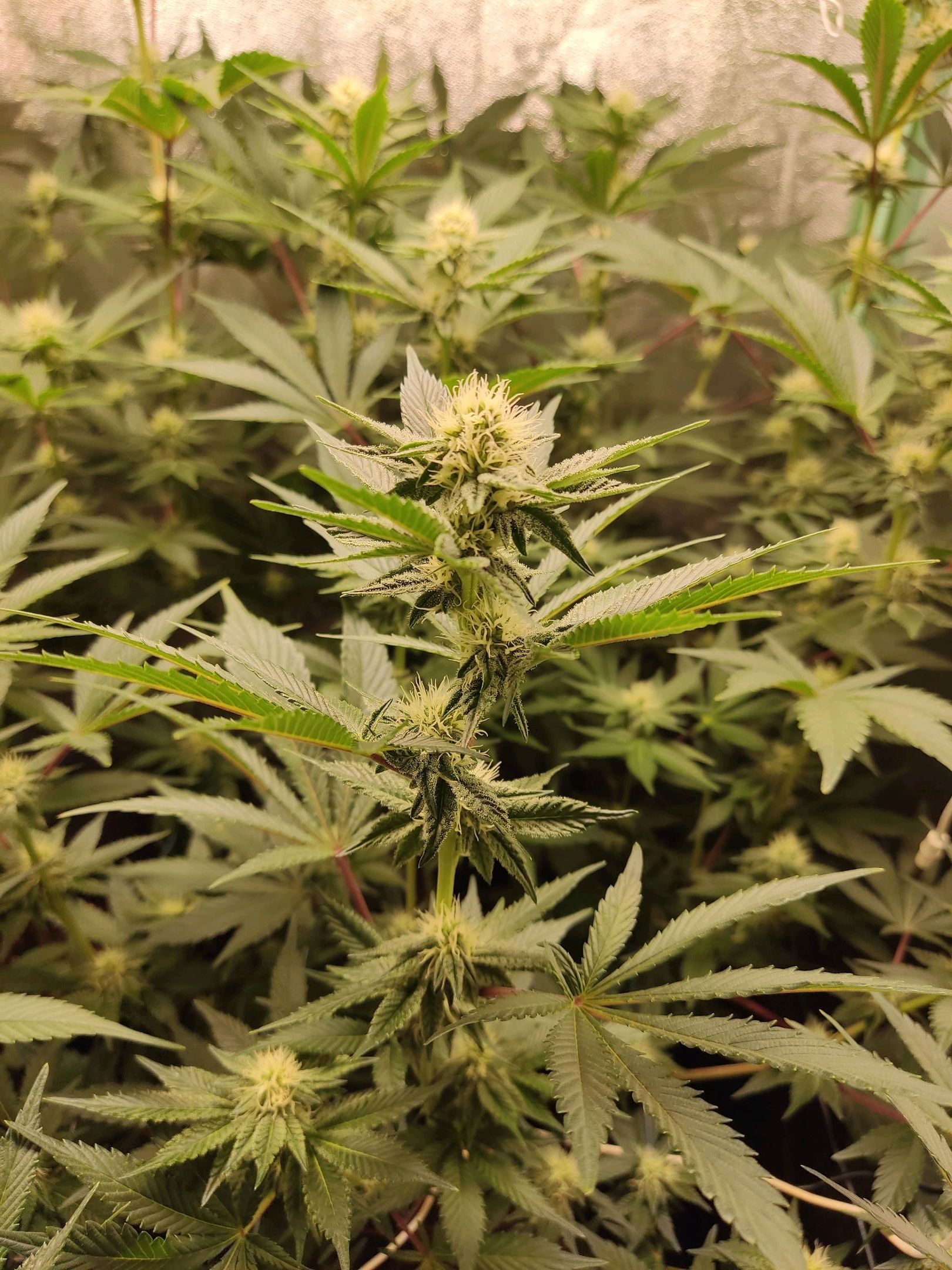 Skunky growlog photo 35