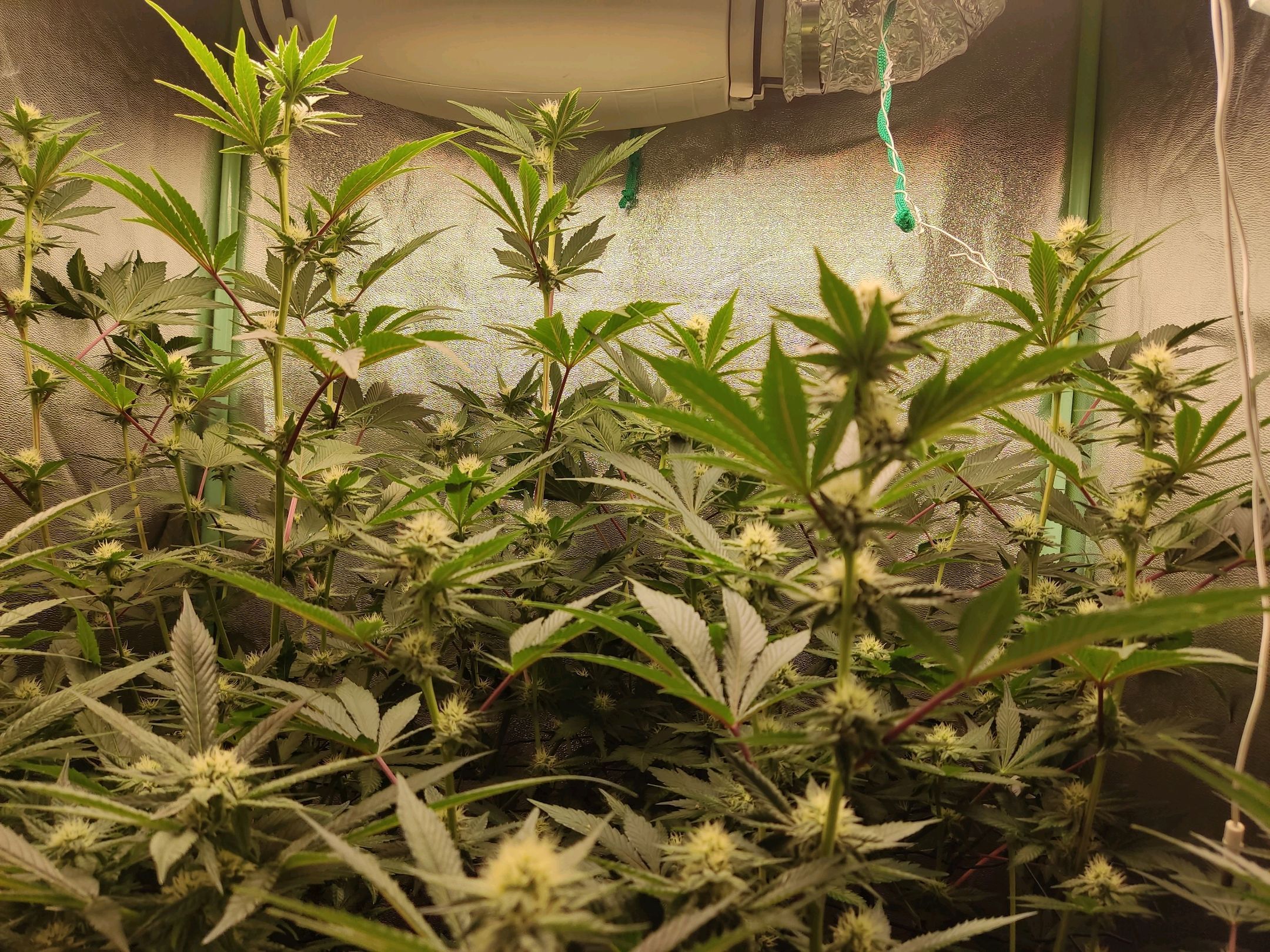 Skunky growlog photo 37