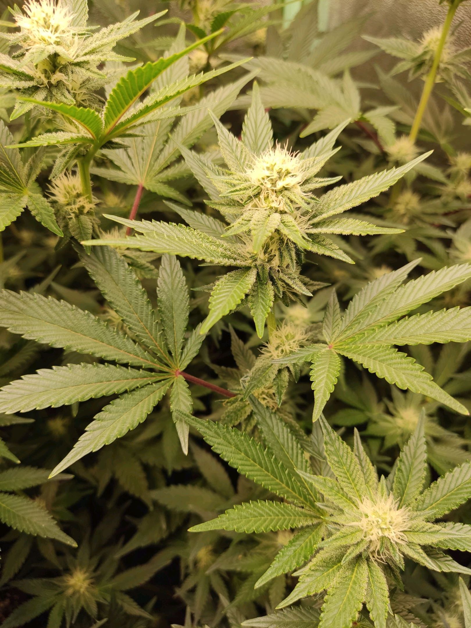 Skunky growlog photo 38