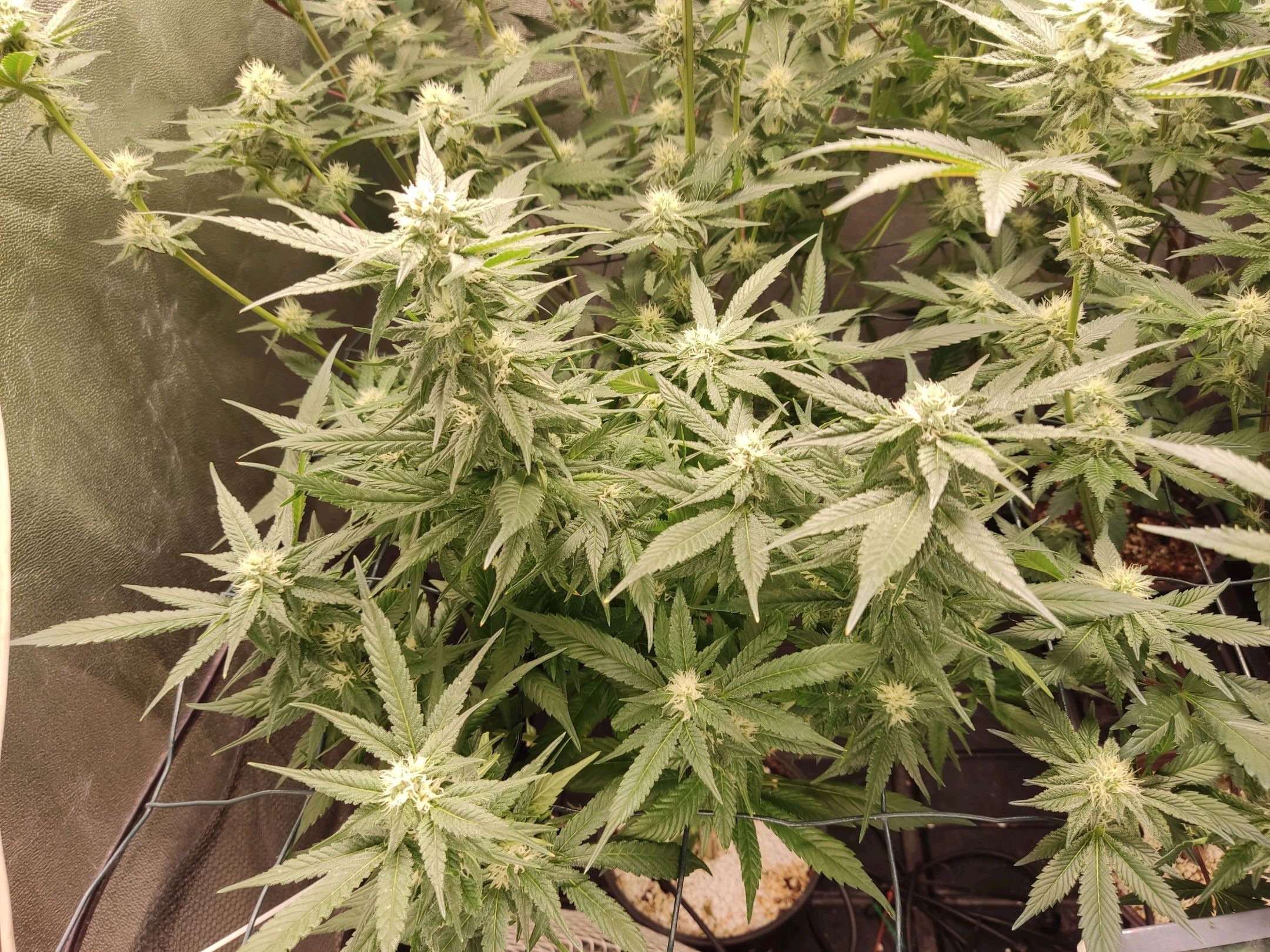 Skunky growlog photo 39