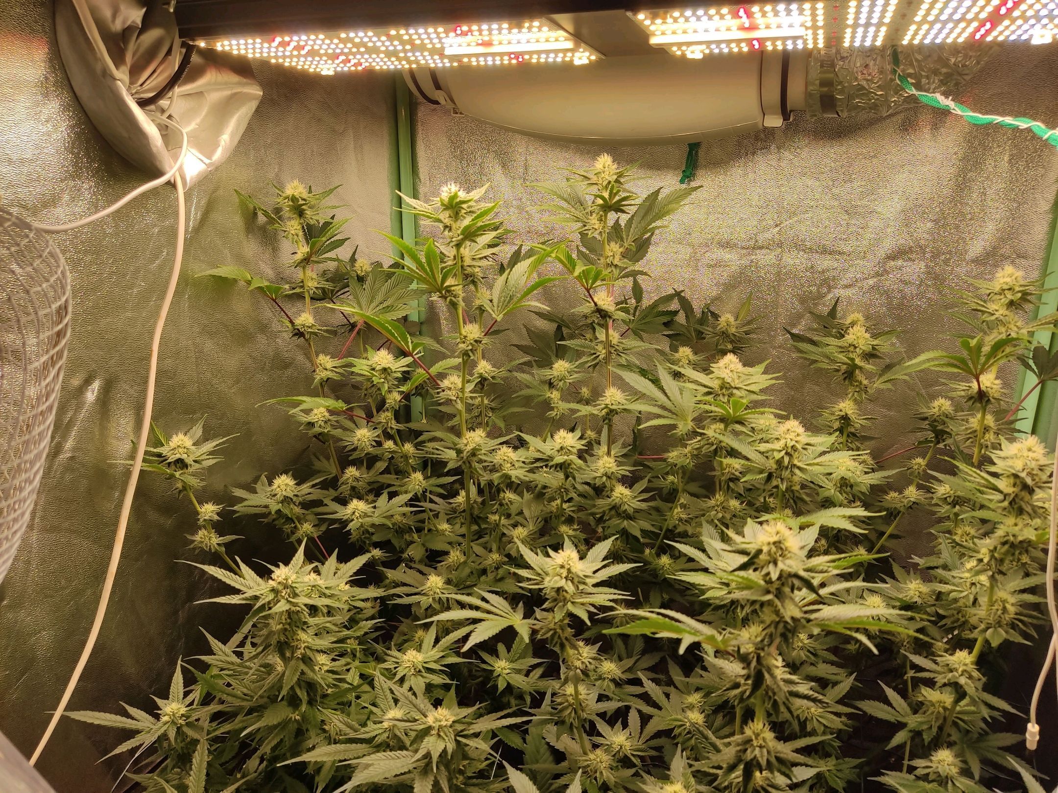 Skunky growlog photo 40