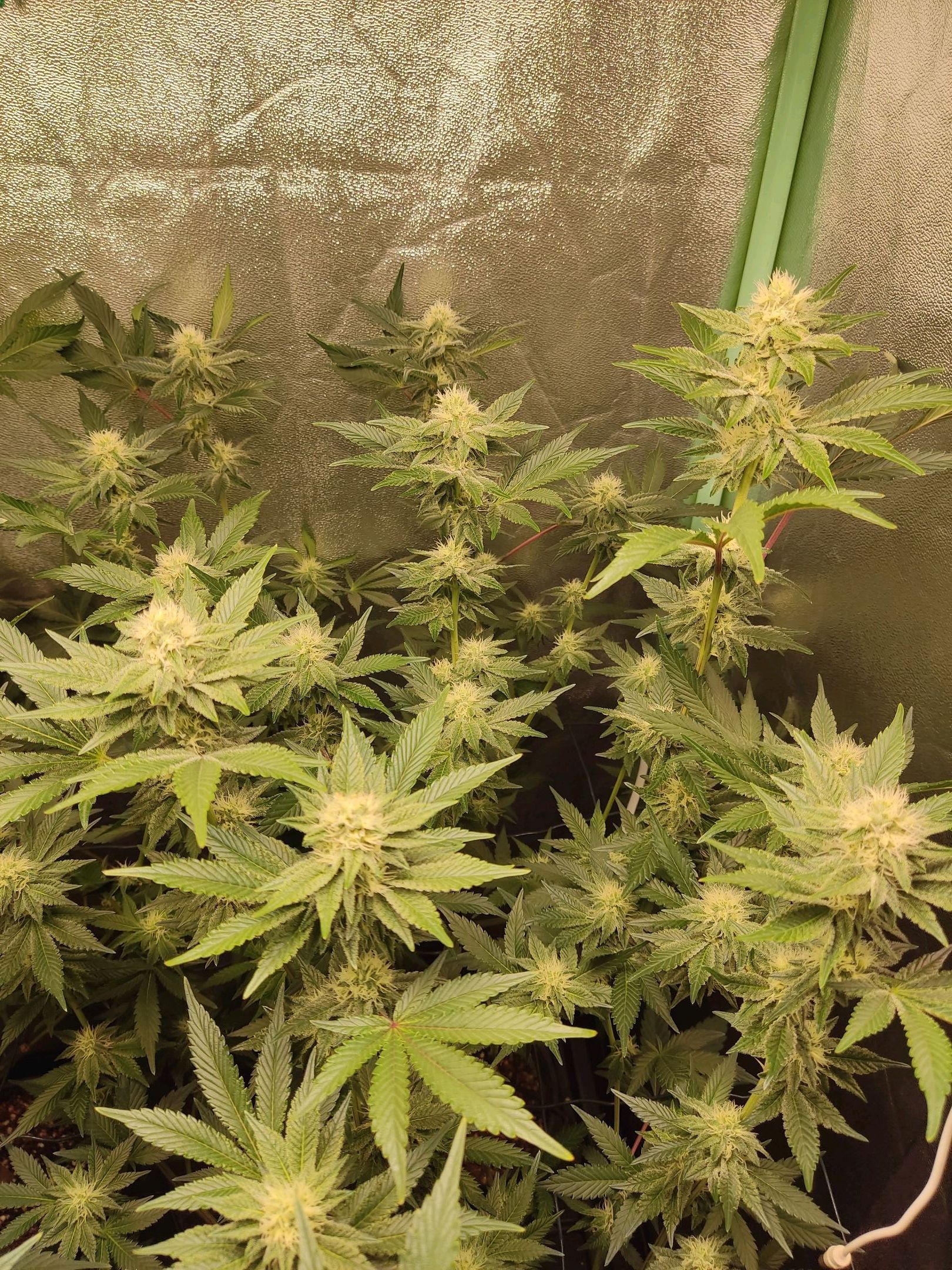 Skunky growlog photo 41