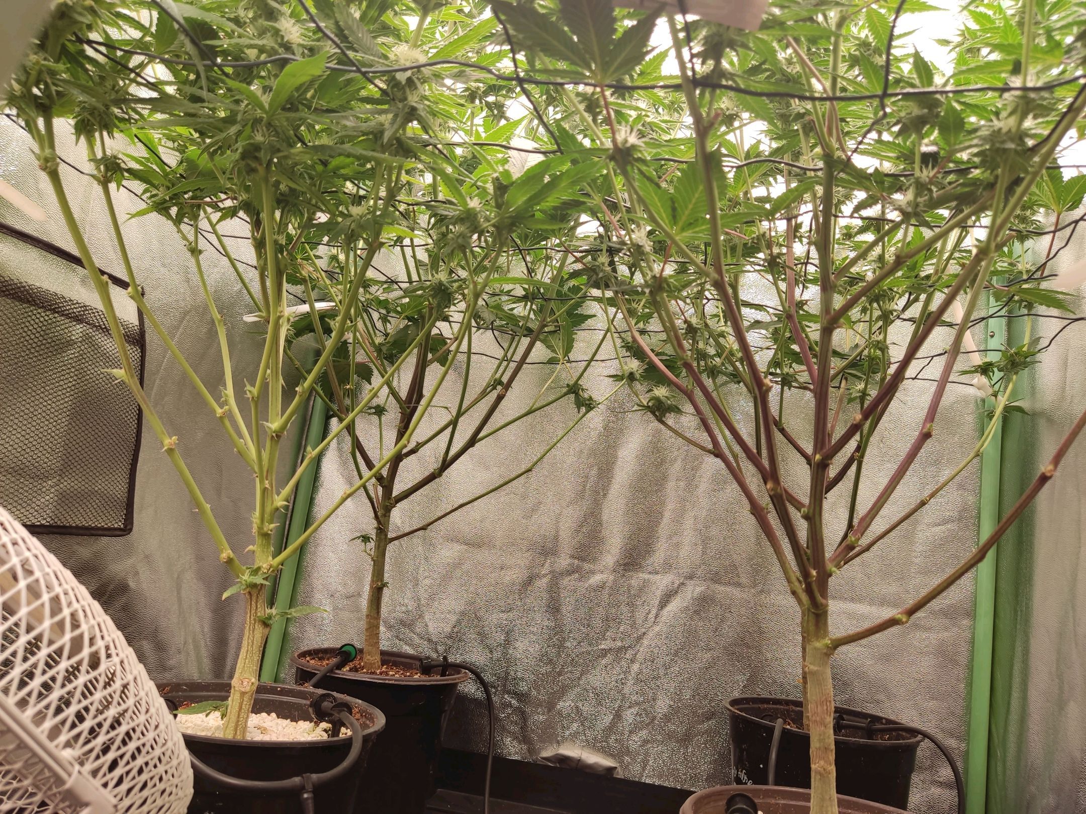 Skunky growlog photo 42