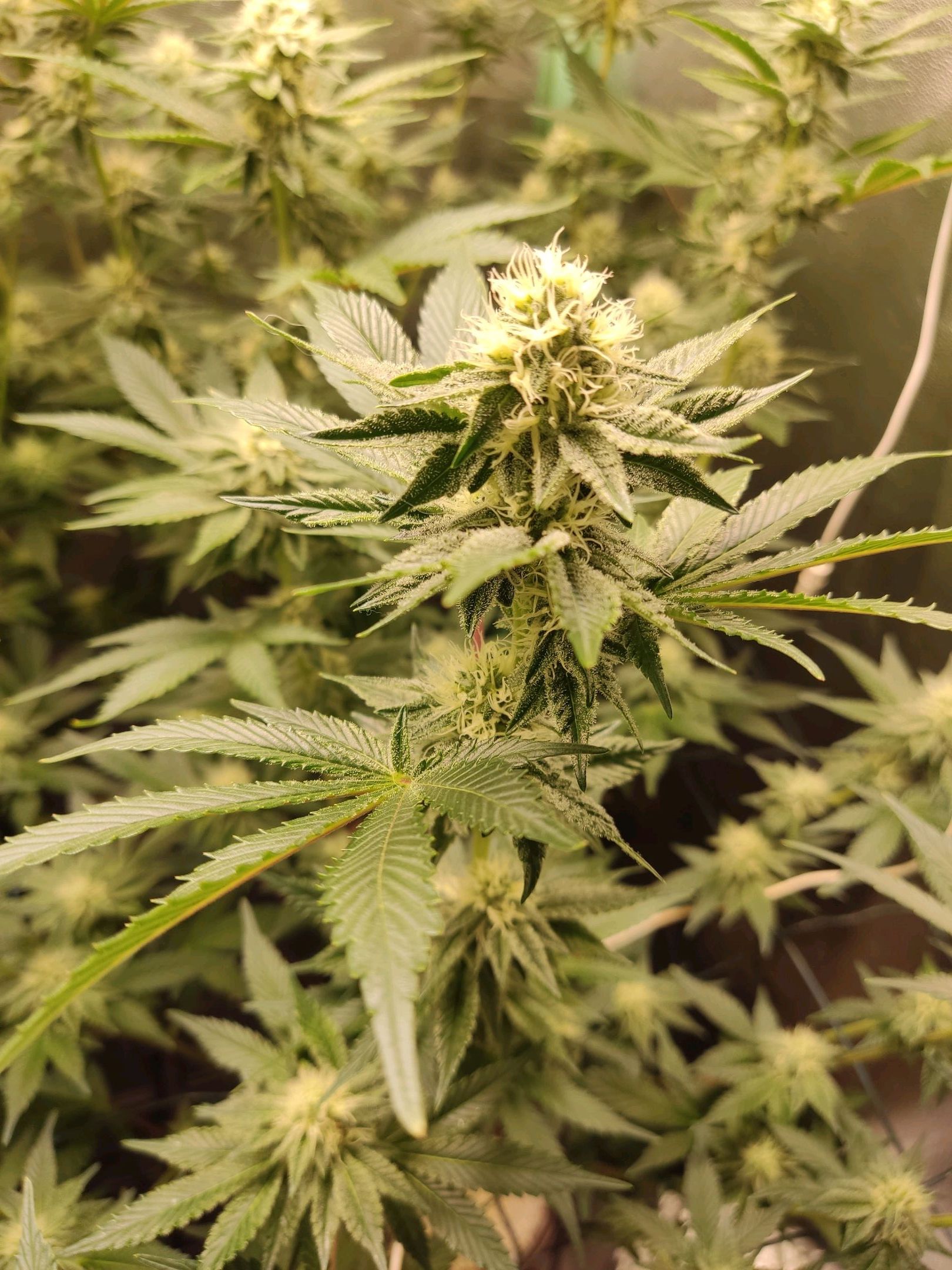 Skunky growlog photo 43