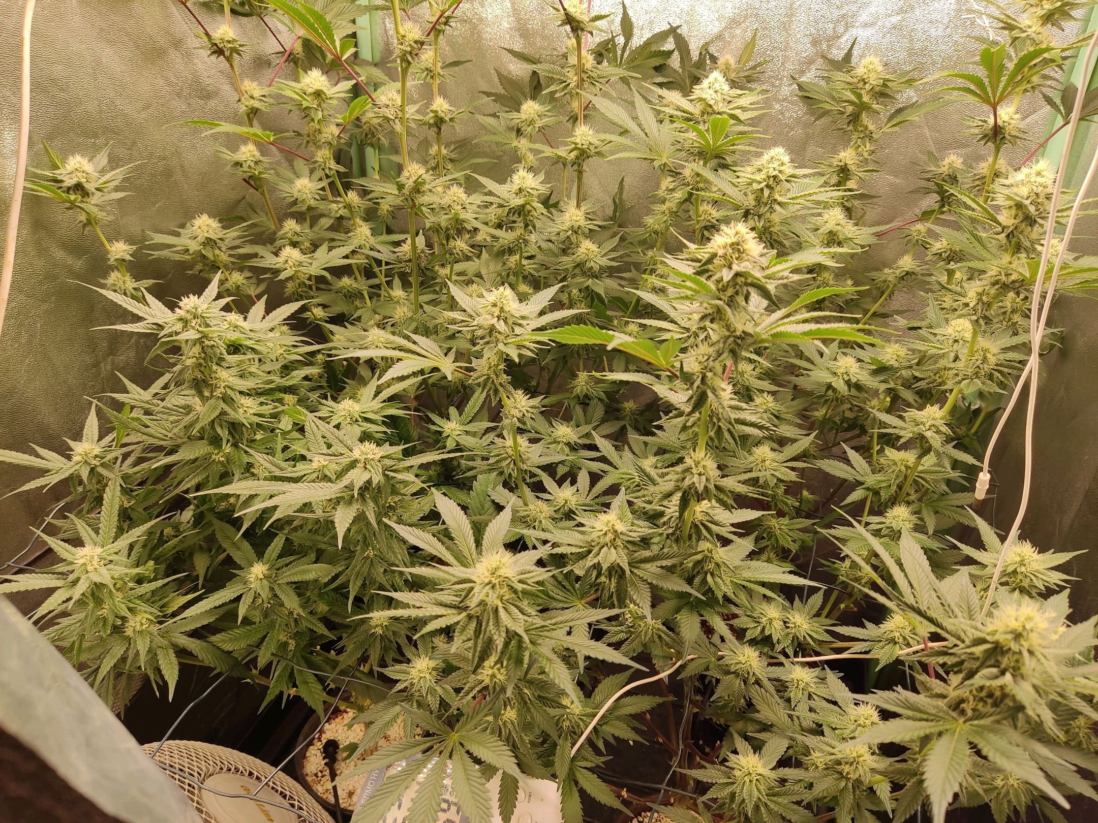 Skunky growlog photo 44