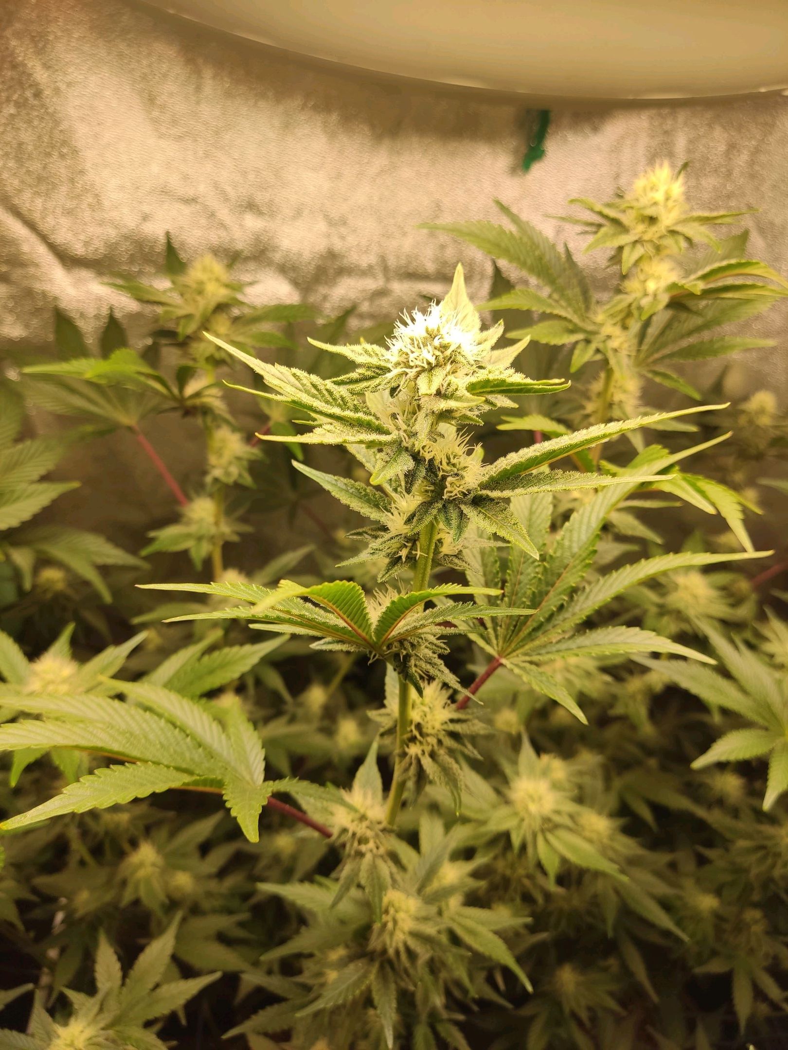 Skunky growlog photo 45