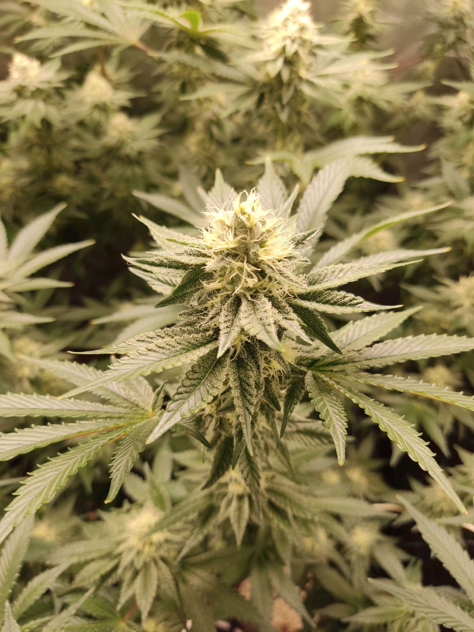 Skunky growlog photo 46