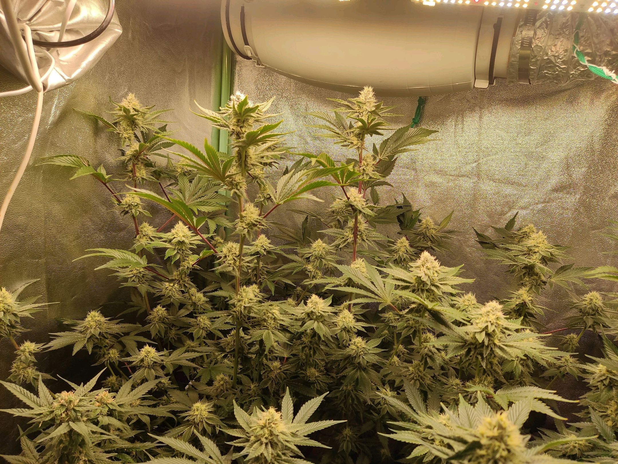 Skunky growlog photo 47