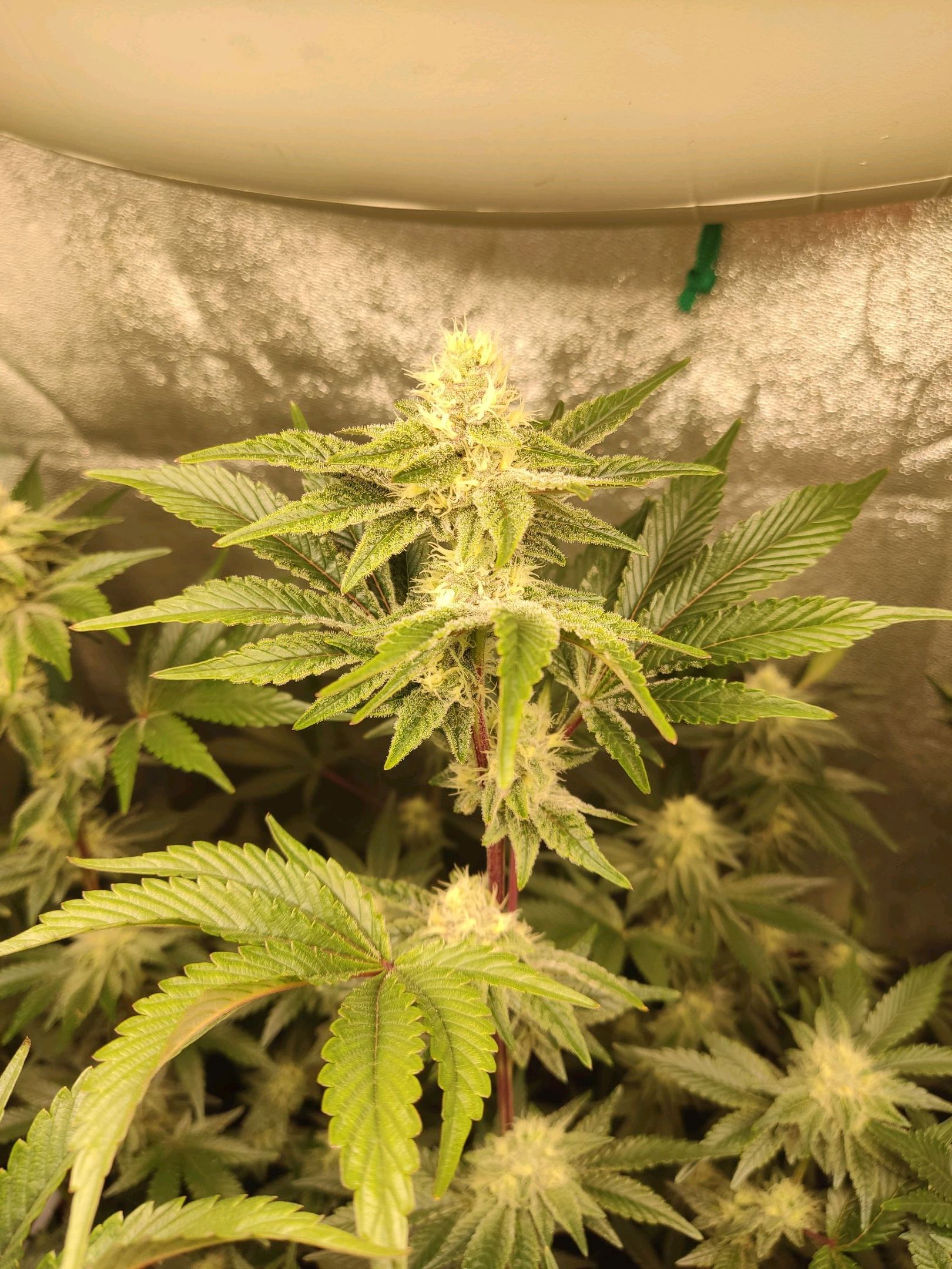 Skunky growlog photo 48