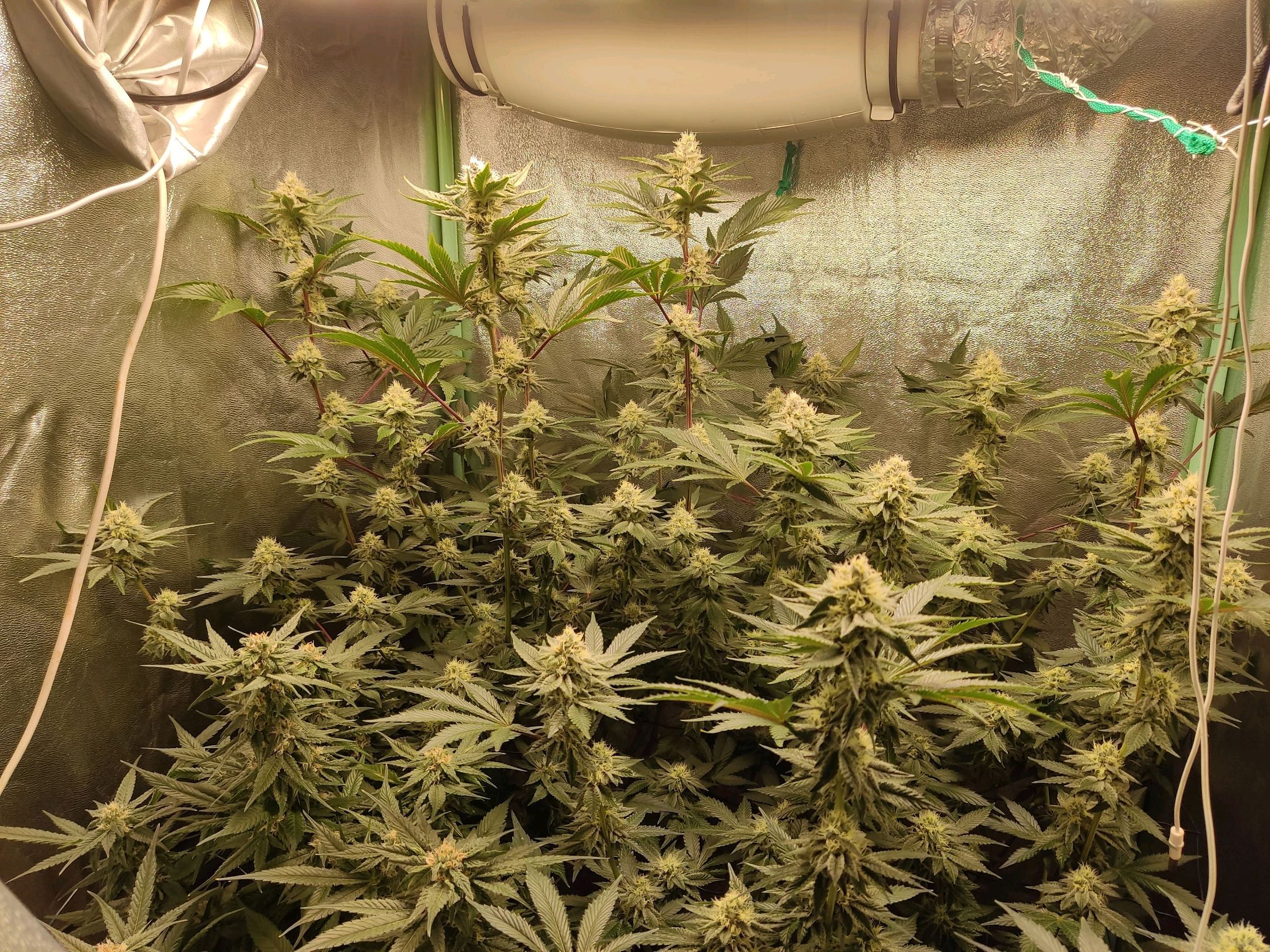 Skunky growlog photo 49