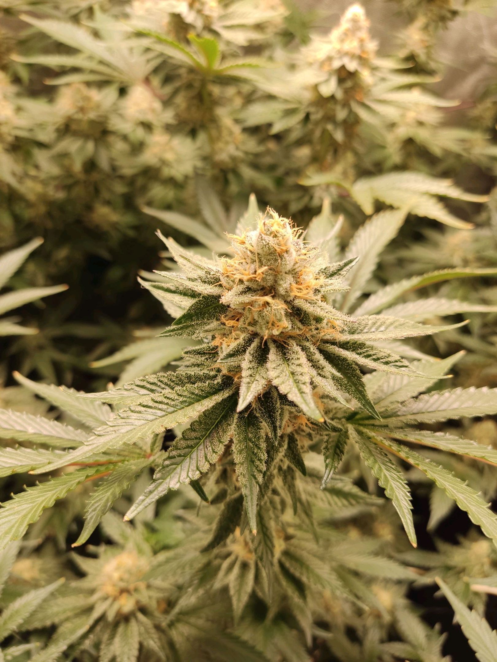 Skunky growlog photo 50