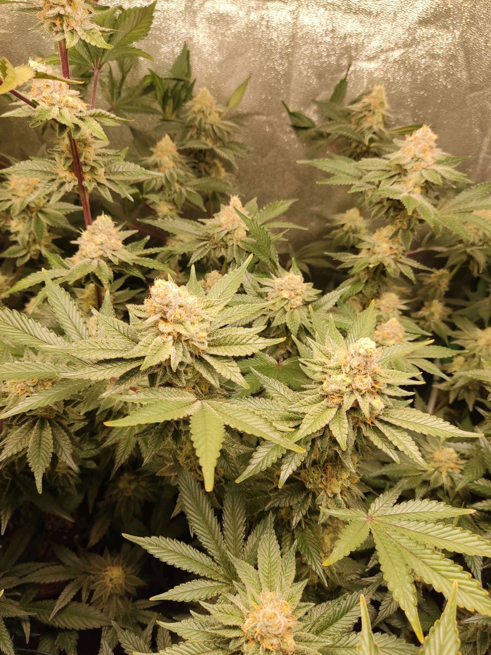 Skunky growlog photo 51