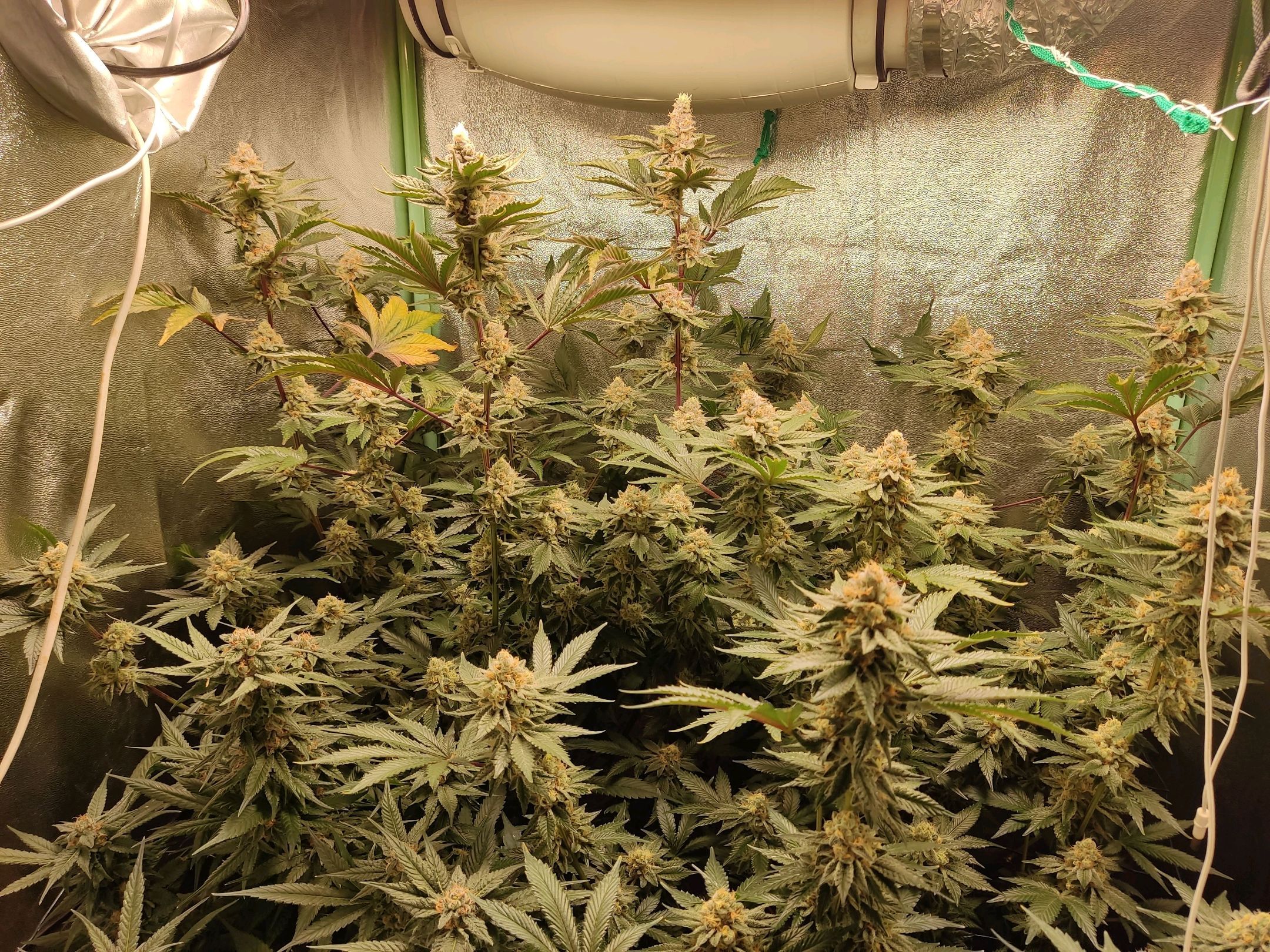 Skunky growlog photo 52