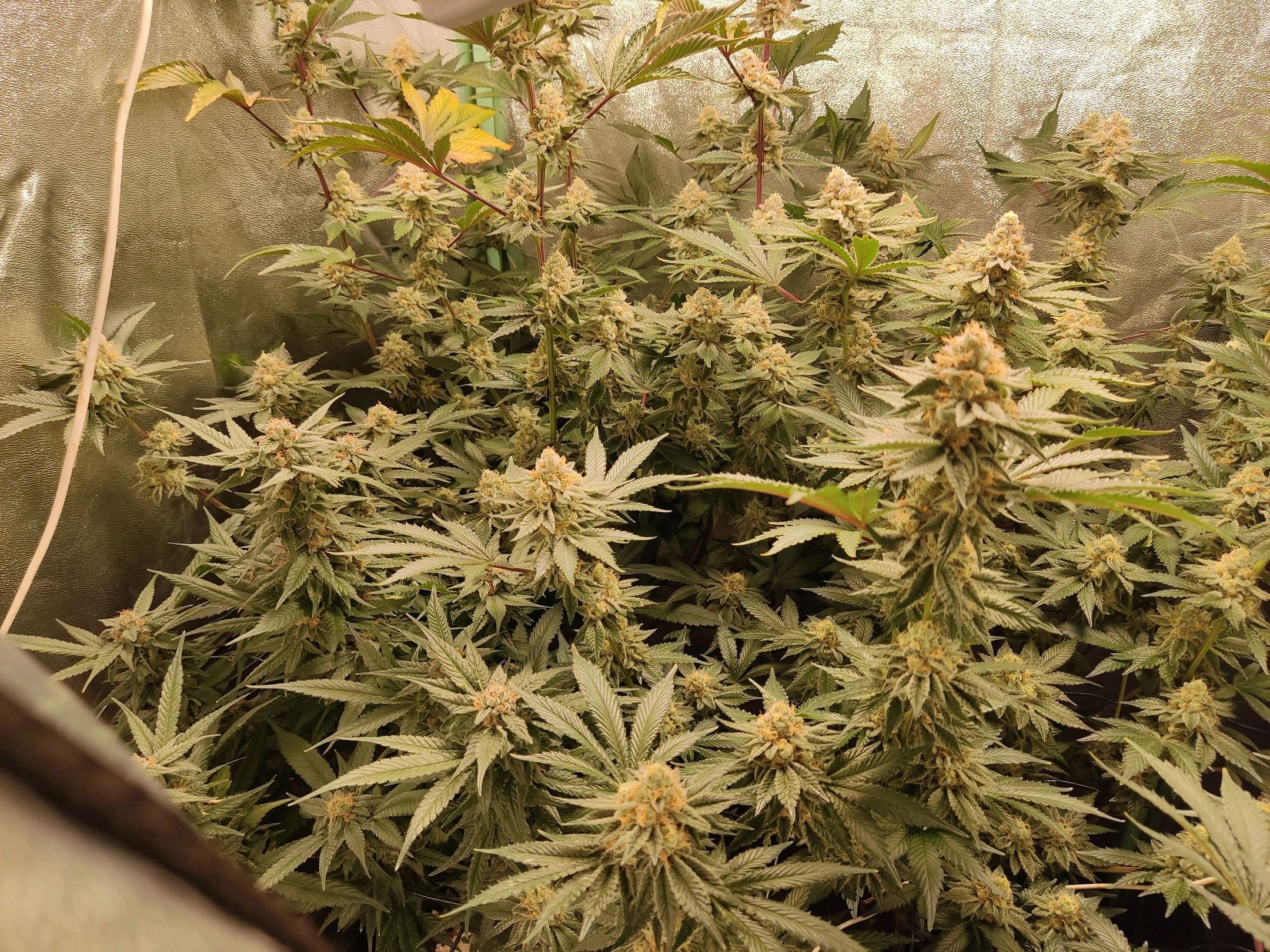 Skunky growlog photo 53