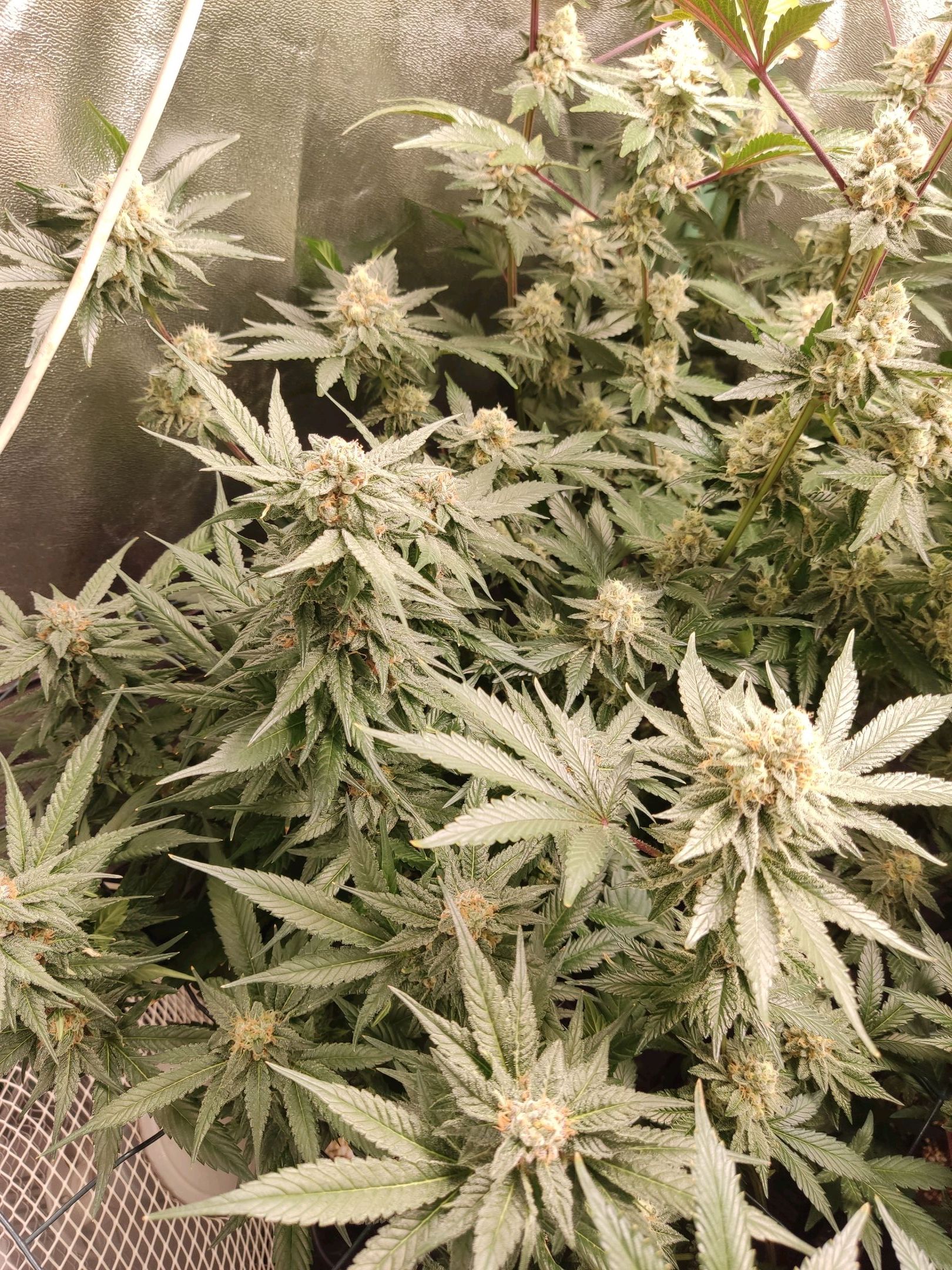 Skunky growlog photo 54