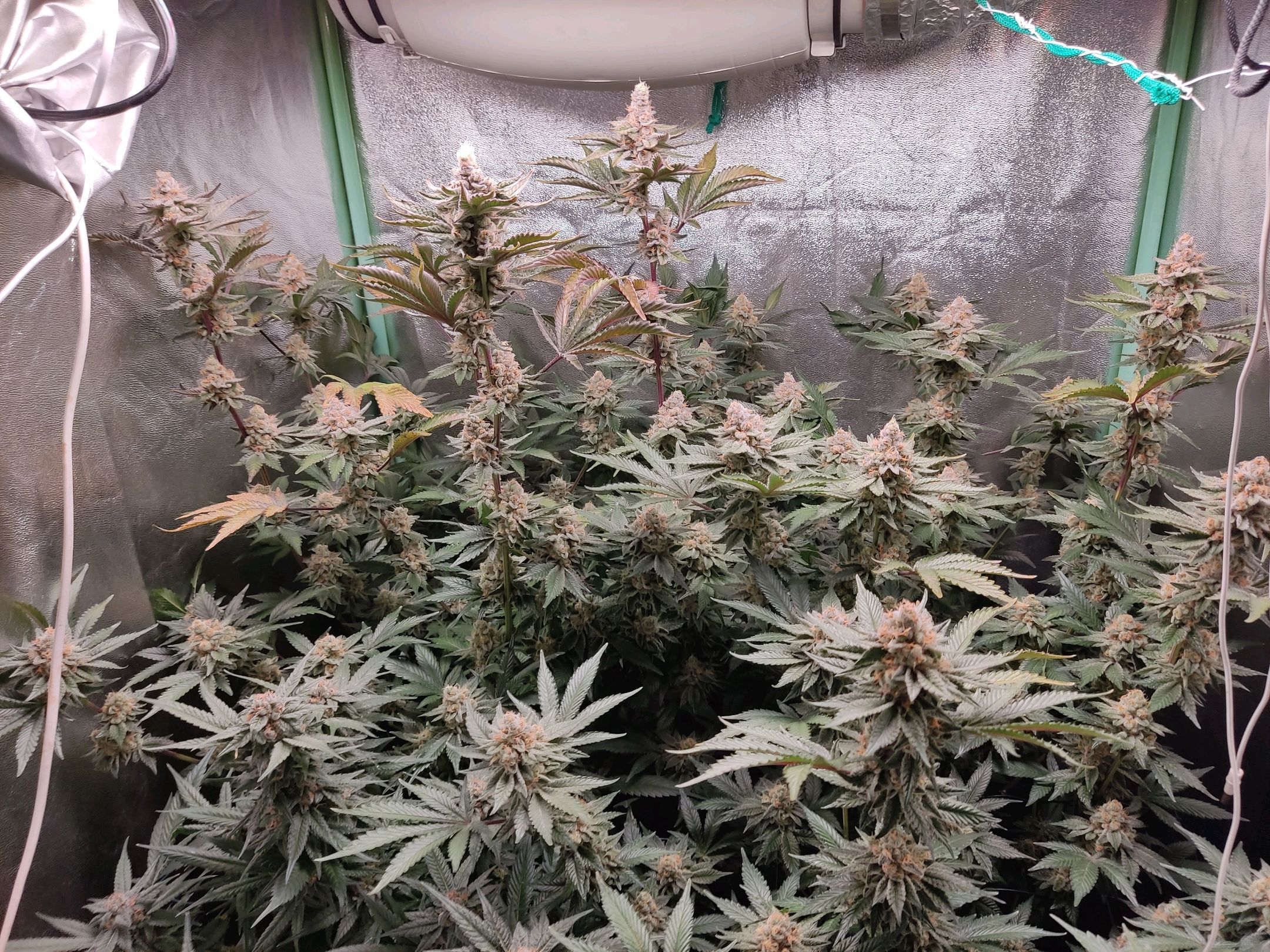 Skunky growlog photo 55