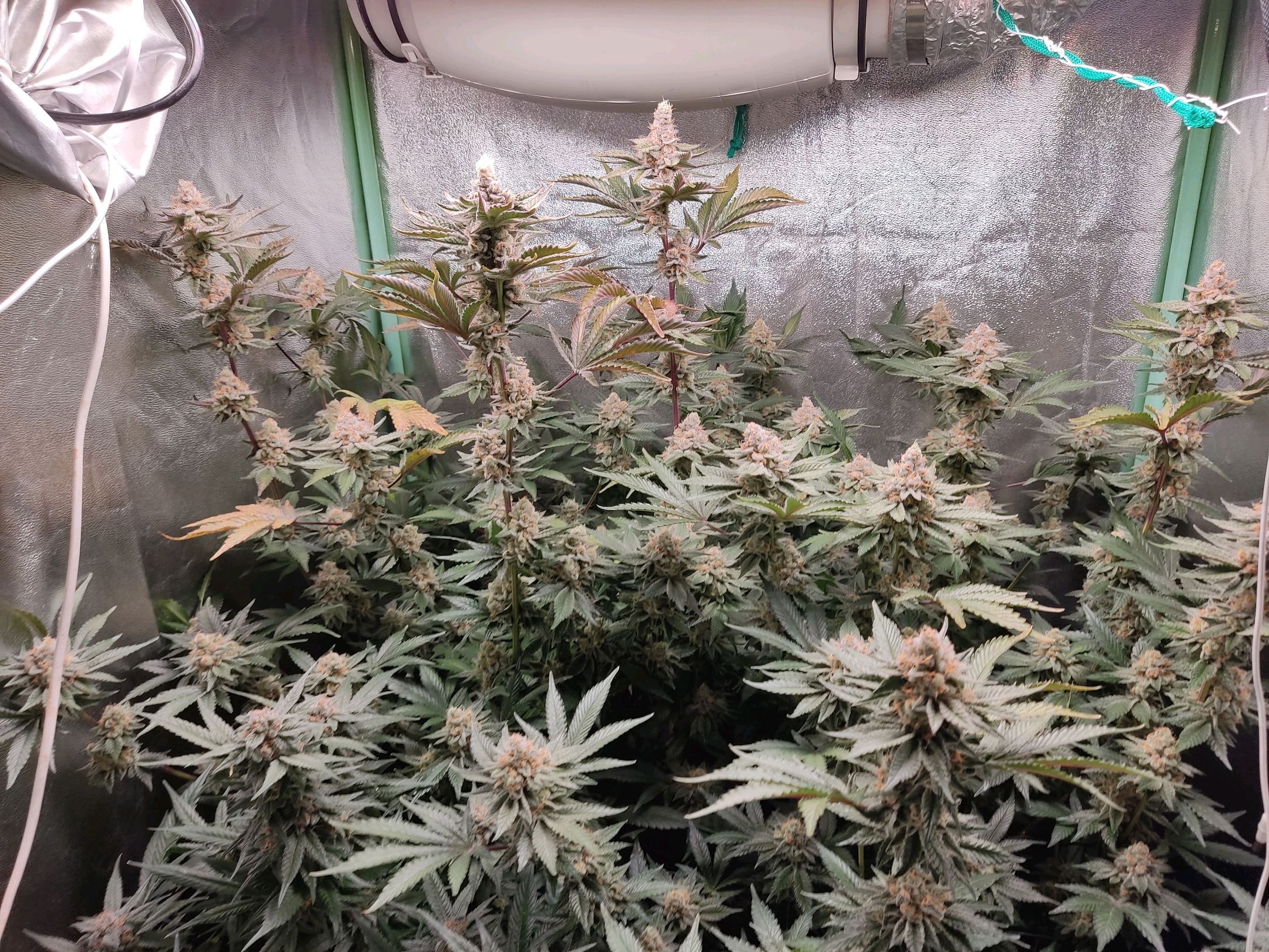 Skunky growlog photo 56