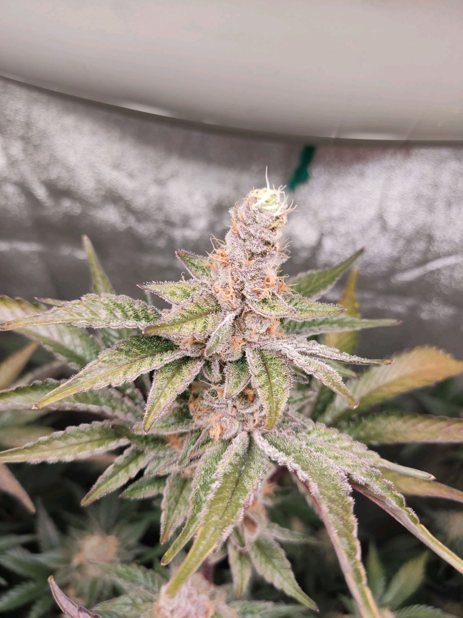 Skunky growlog photo 57