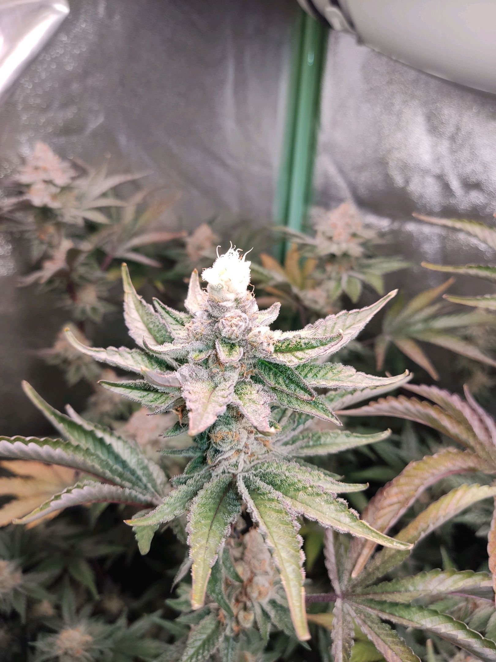 Skunky growlog photo 58