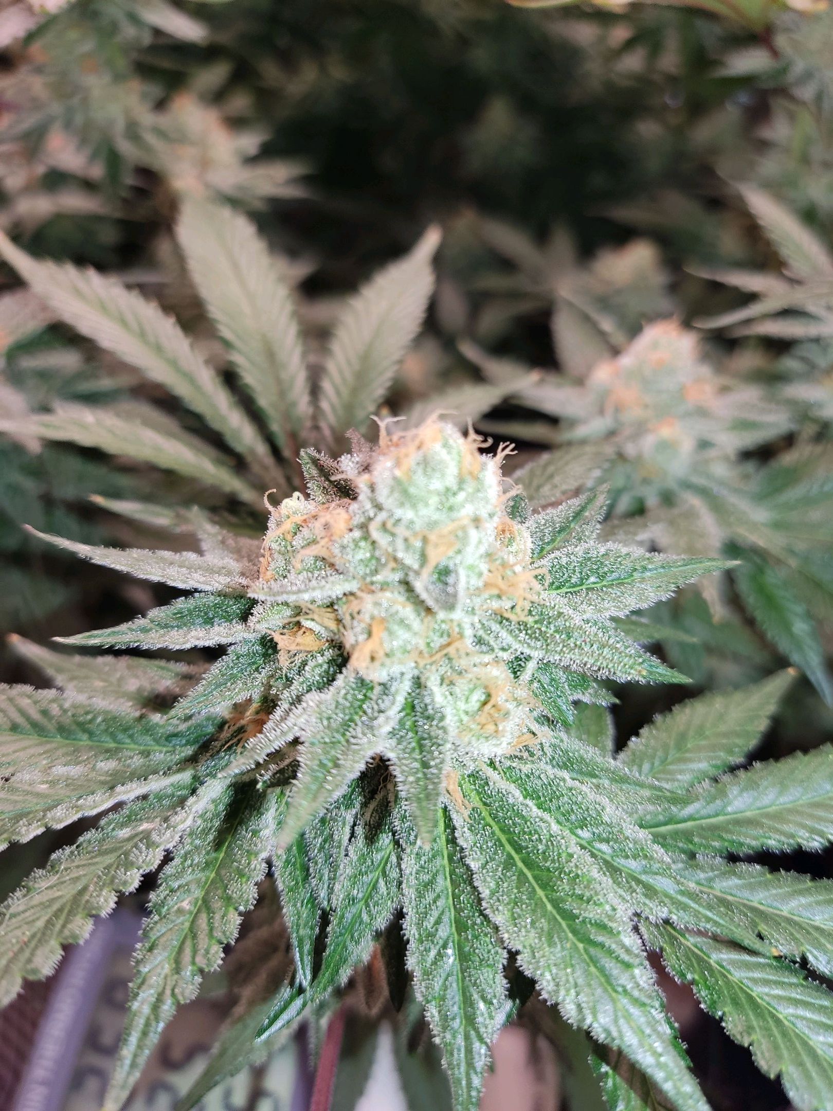 Skunky growlog photo 59