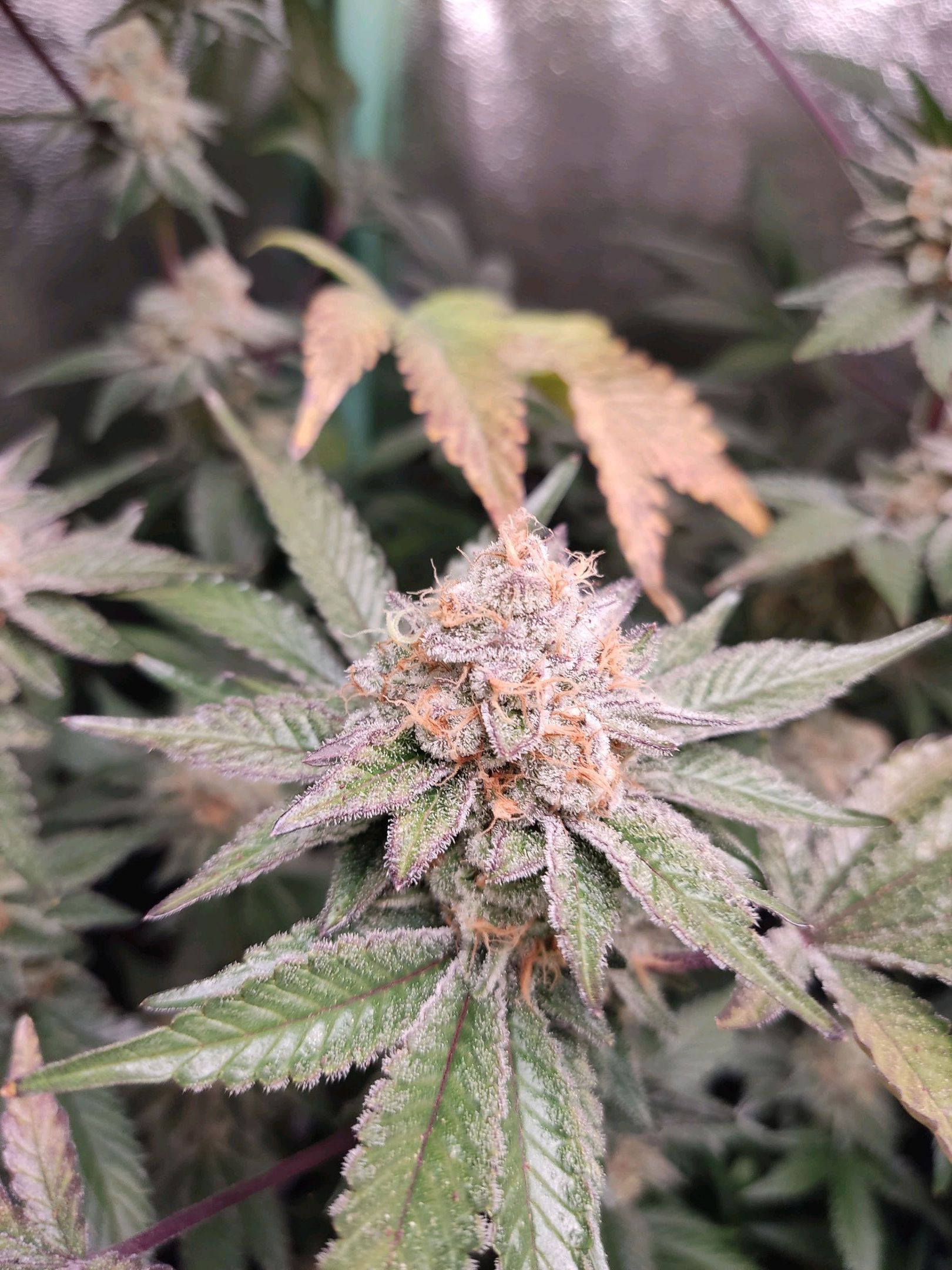 Skunky growlog photo 60