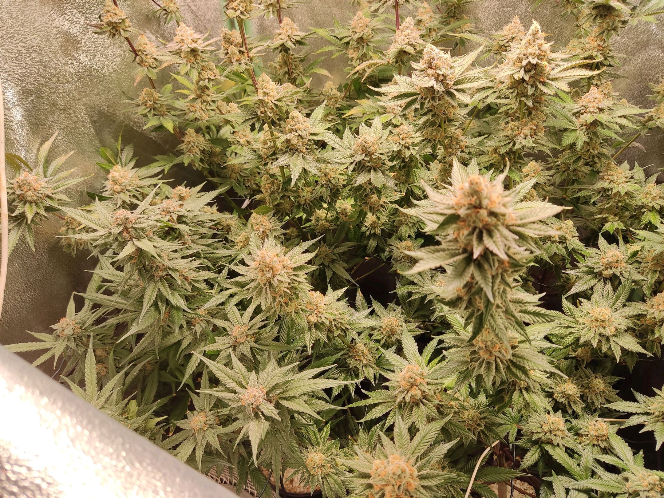 Skunky growlog photo 62