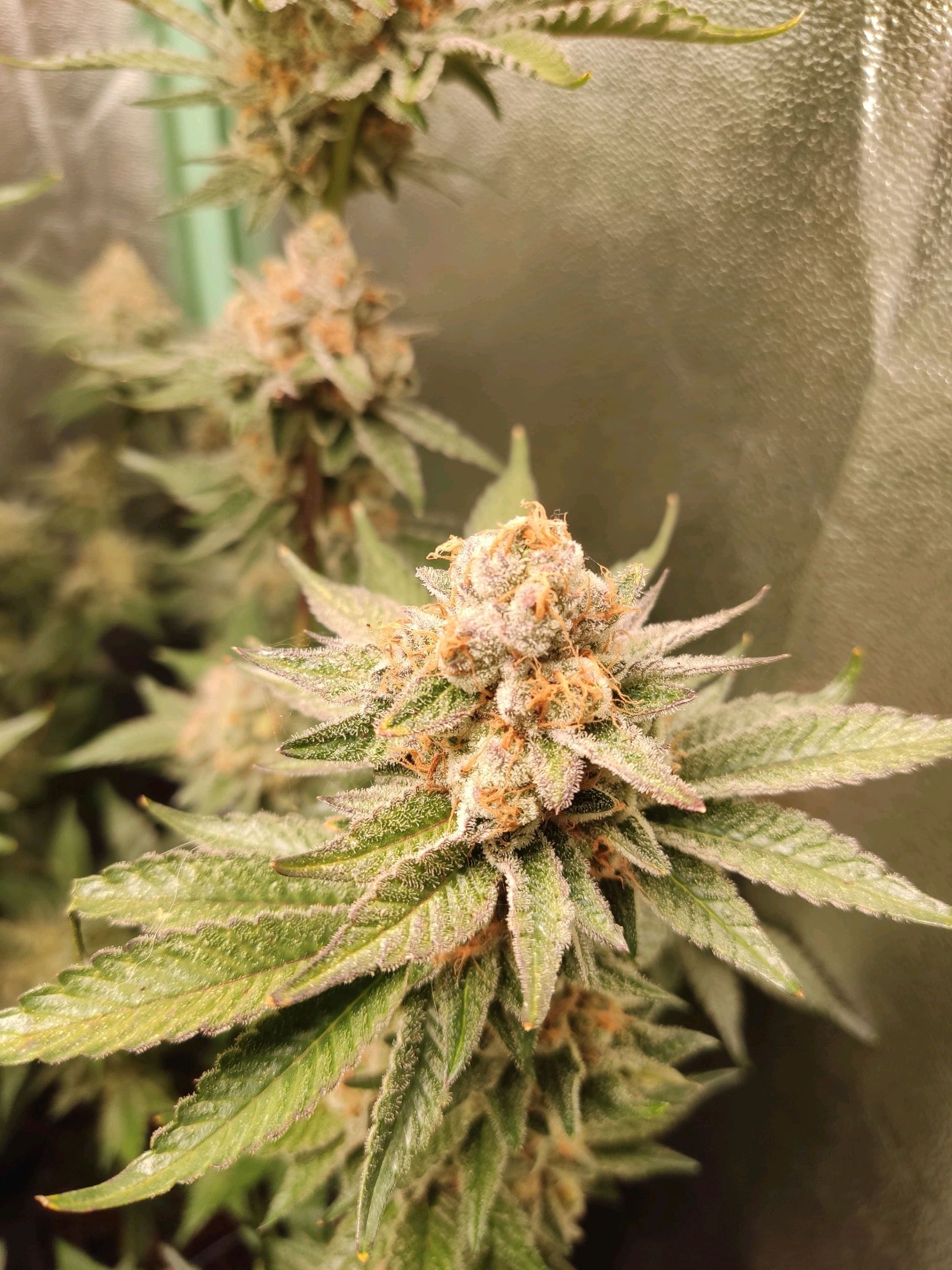 Skunky growlog photo 63