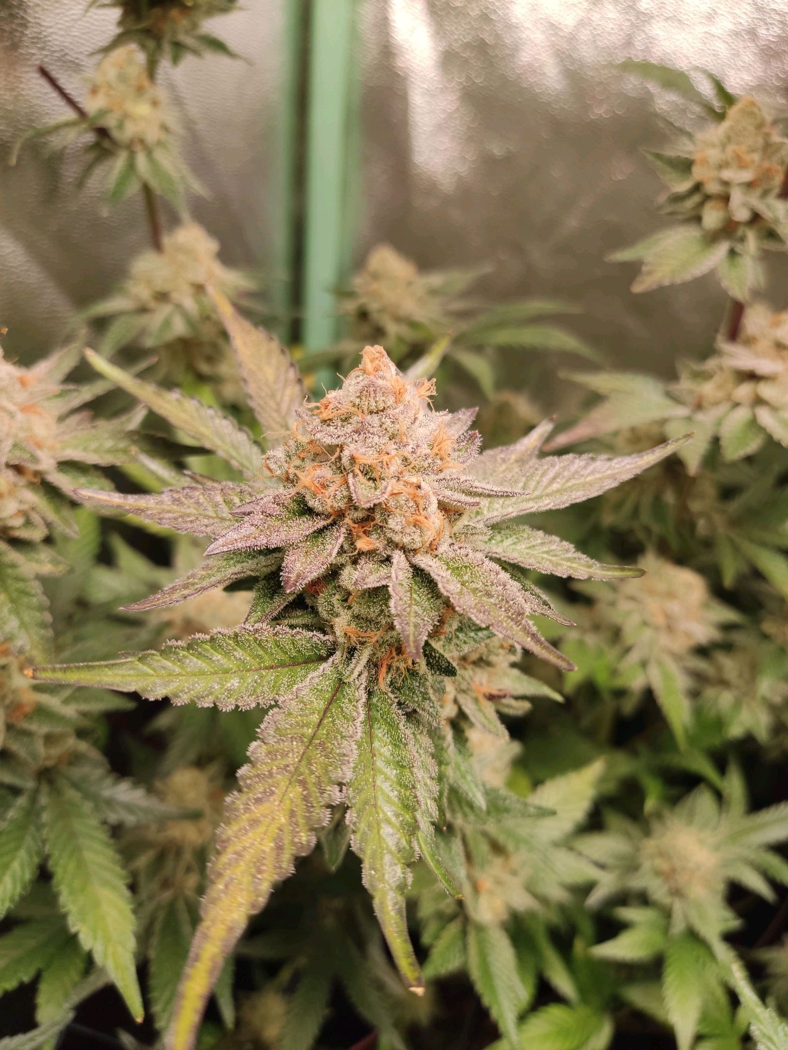 Skunky growlog photo 64