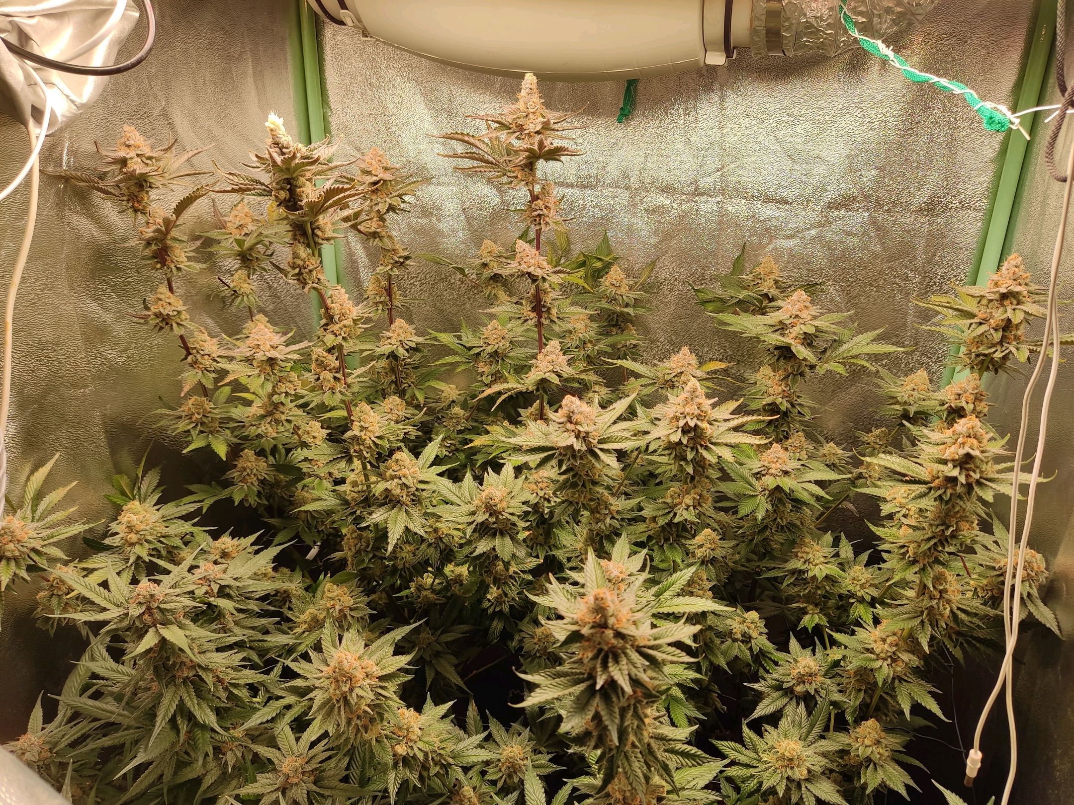 Skunky growlog photo 65