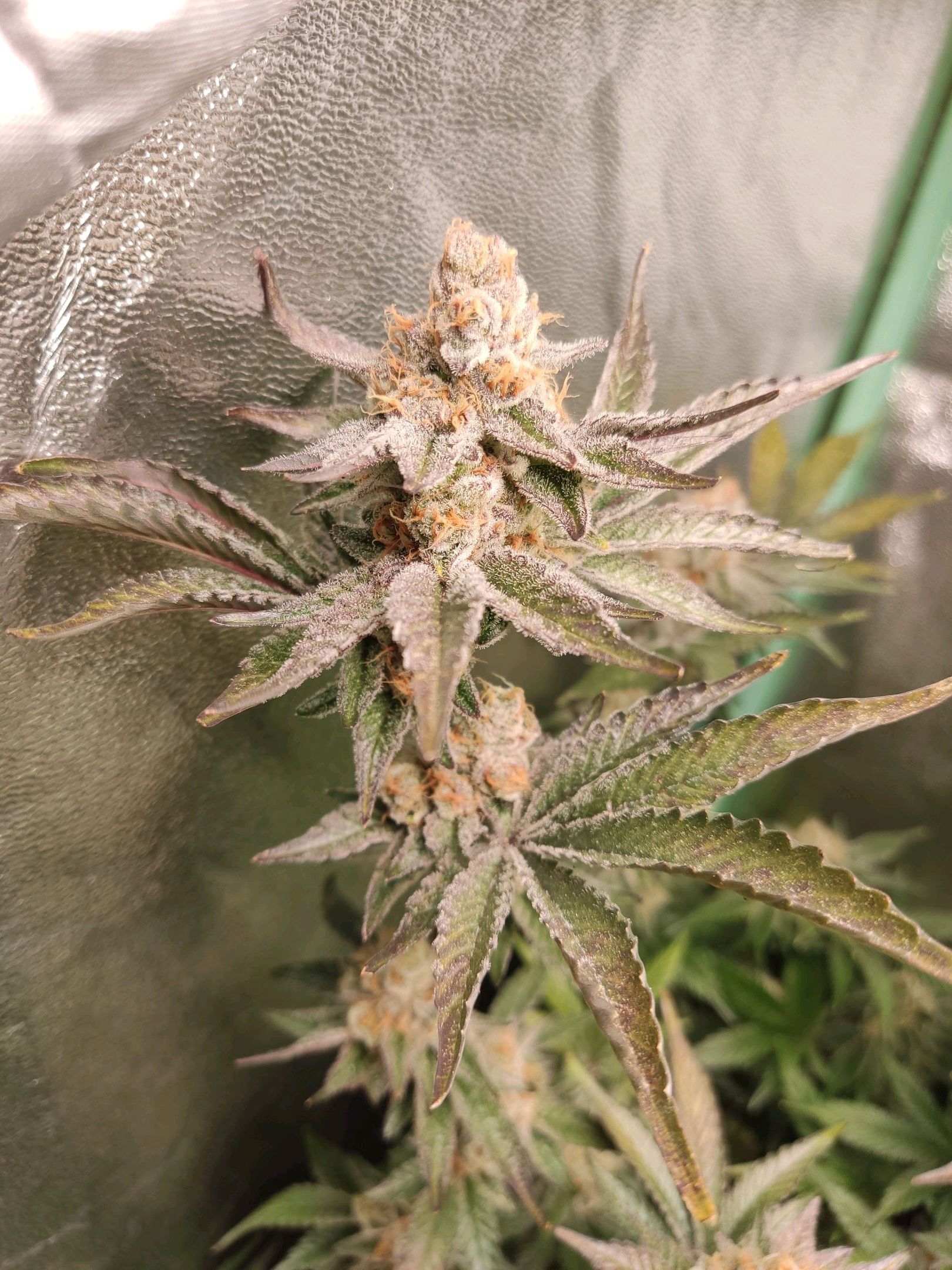 Skunky growlog photo 66