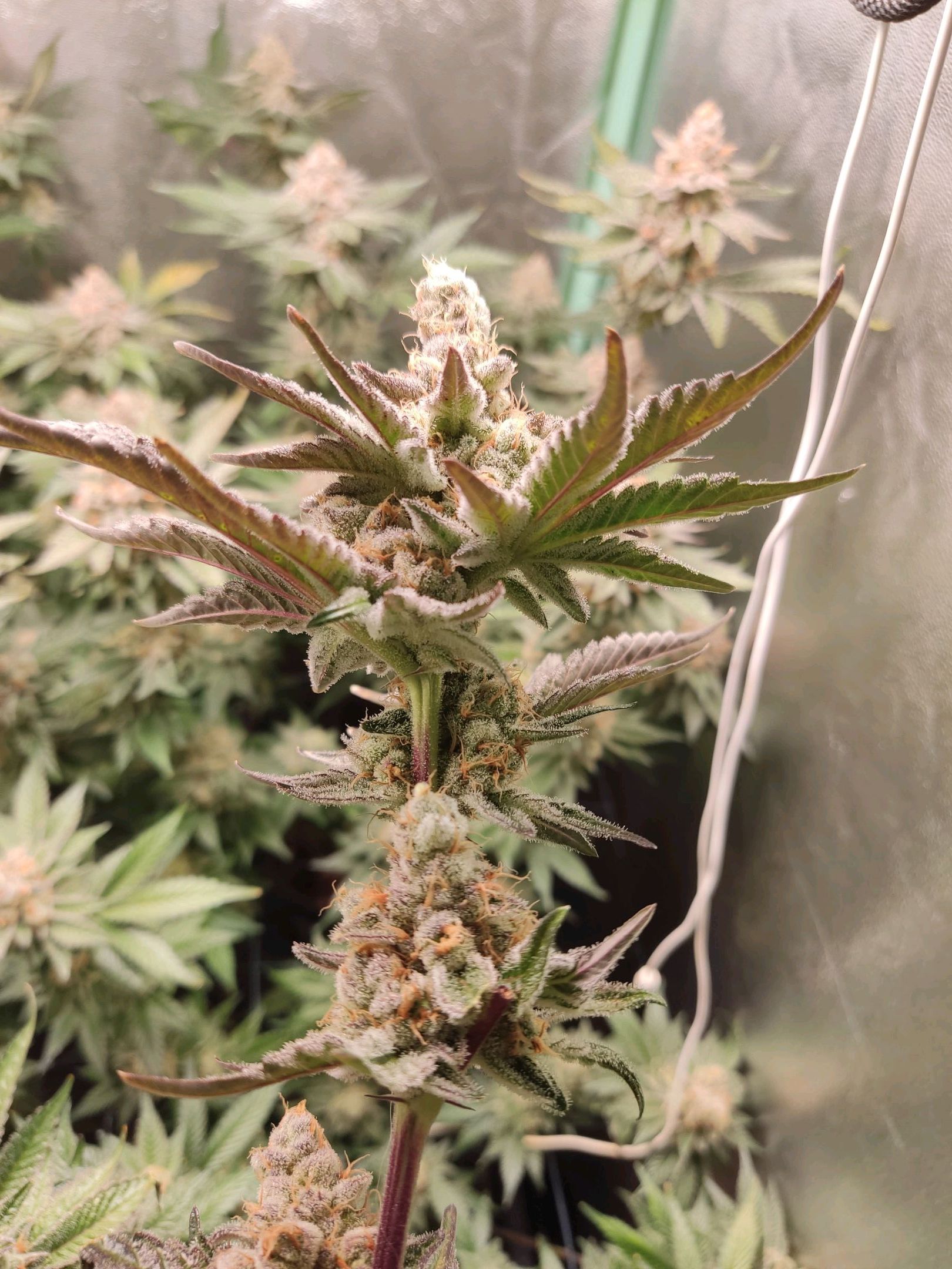 Skunky growlog photo 61