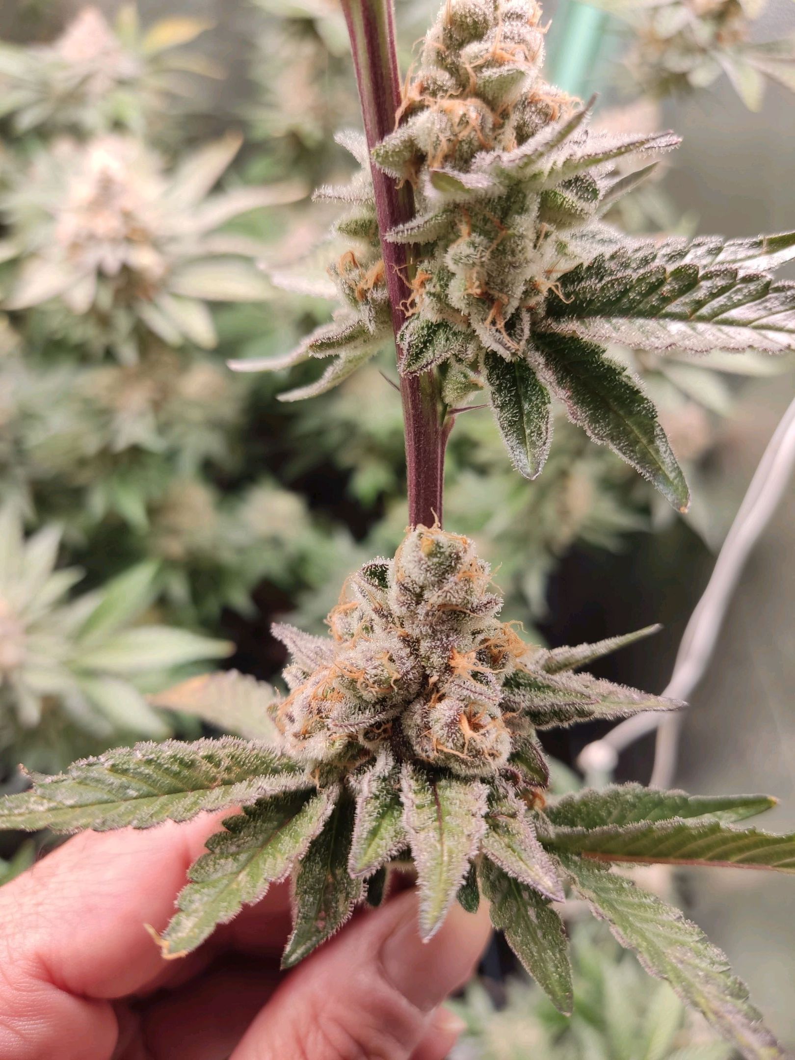 Skunky growlog photo 67