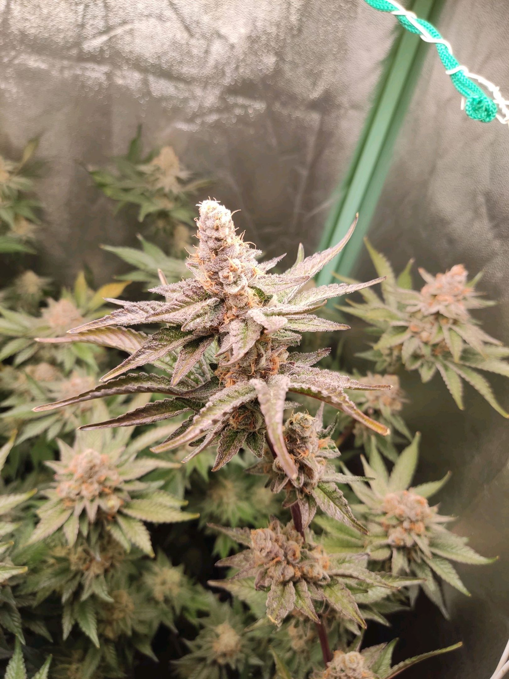 Skunky growlog photo 68