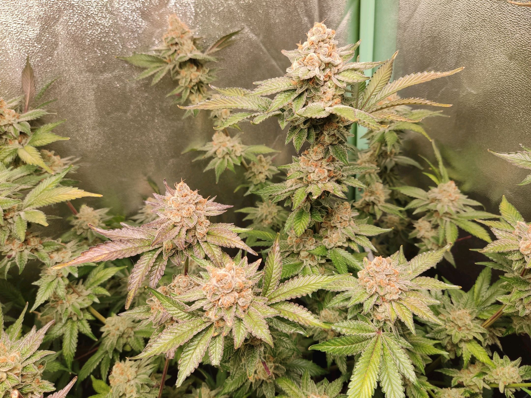 Skunky growlog photo 69