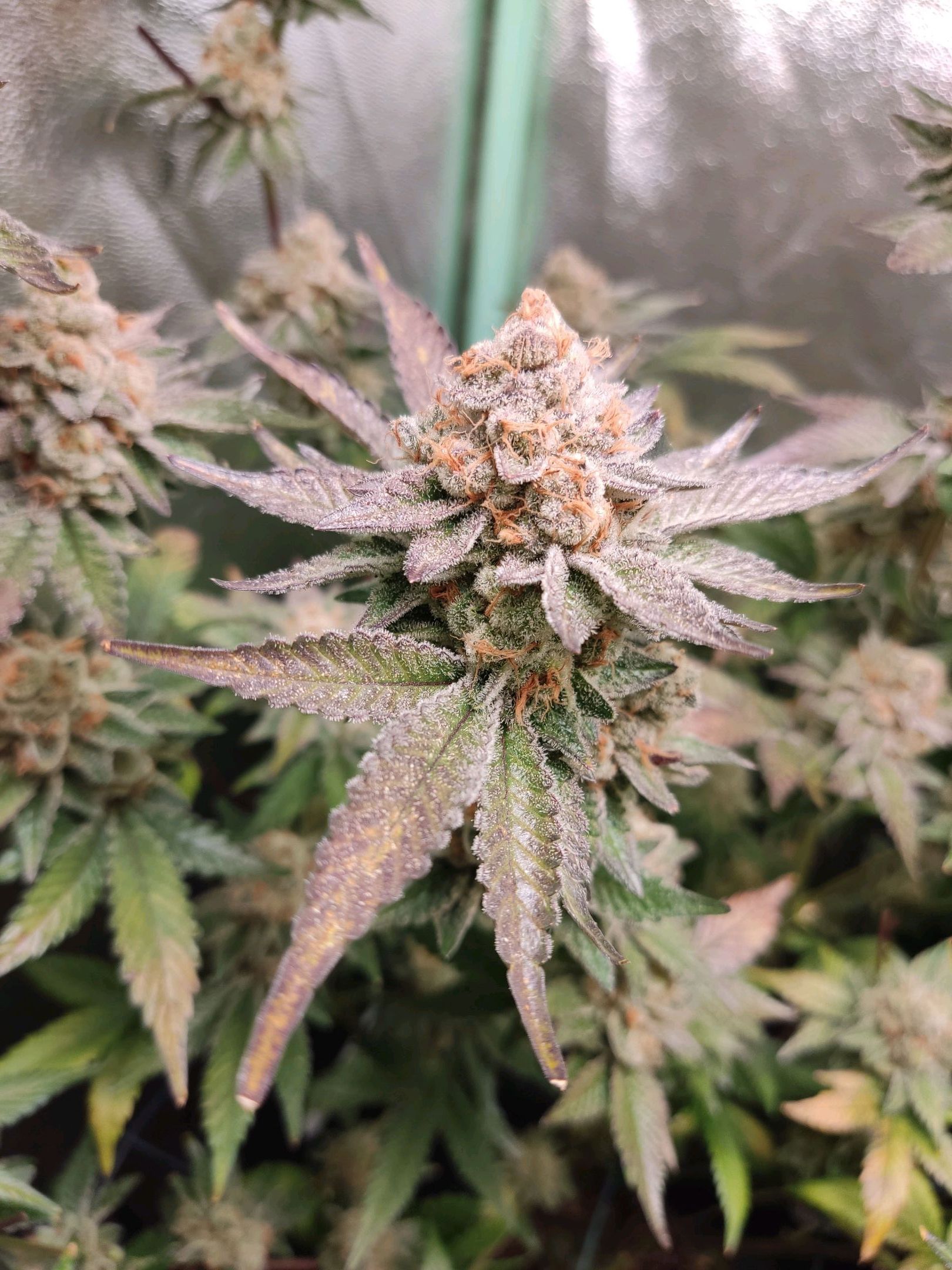 Skunky growlog photo 70