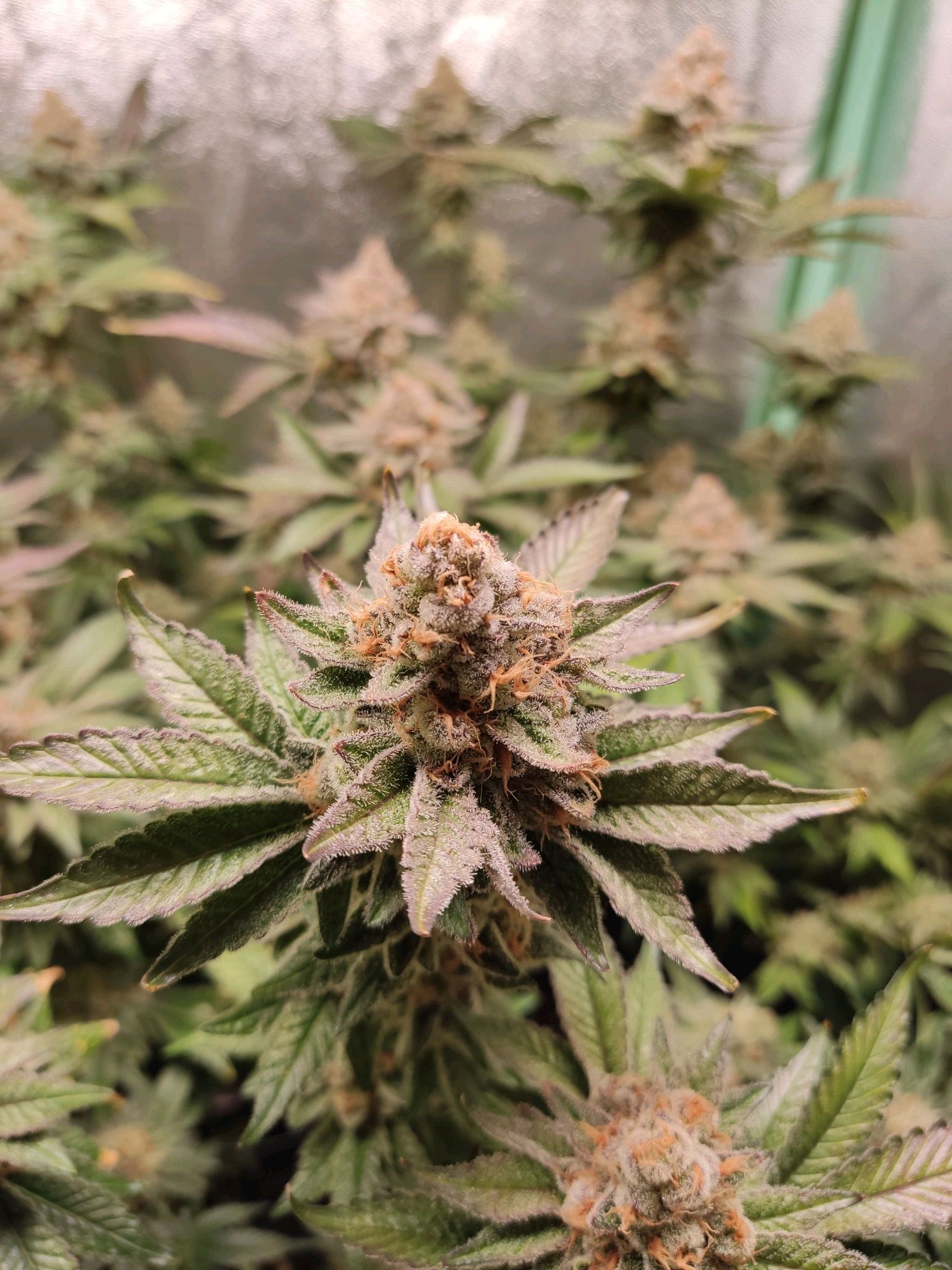 Skunky growlog photo 71