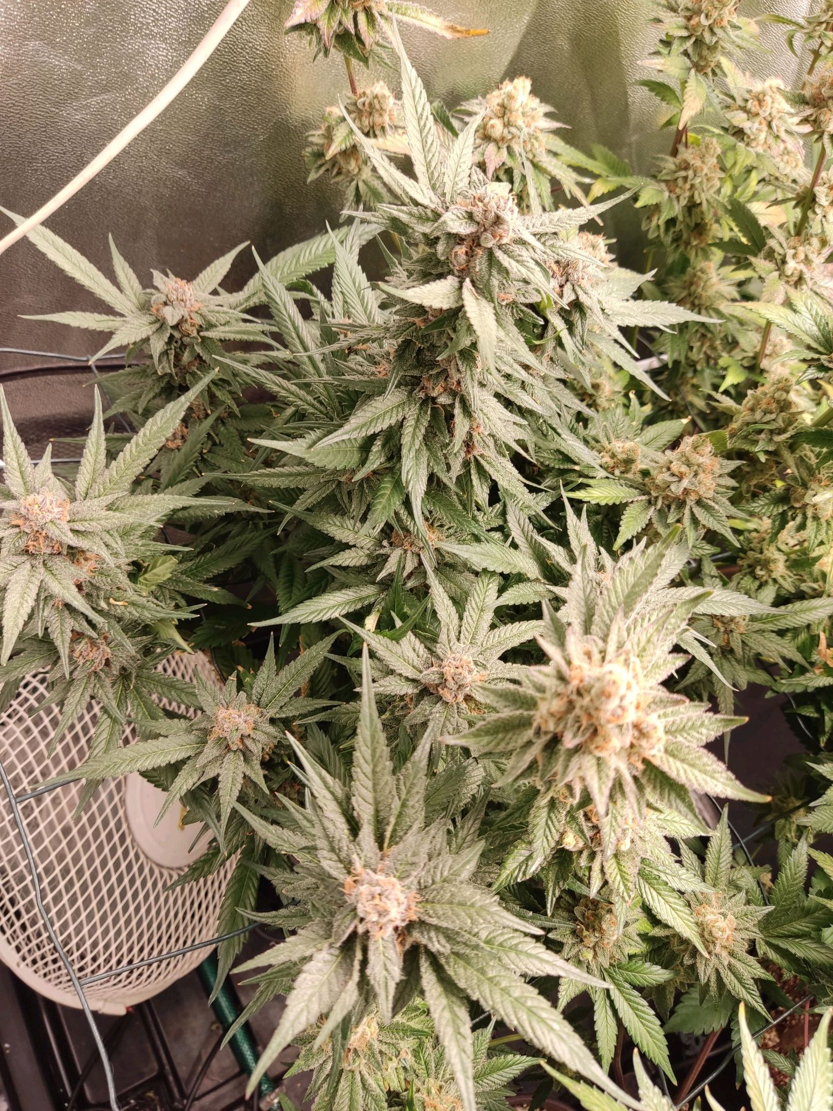 Skunky growlog photo 72