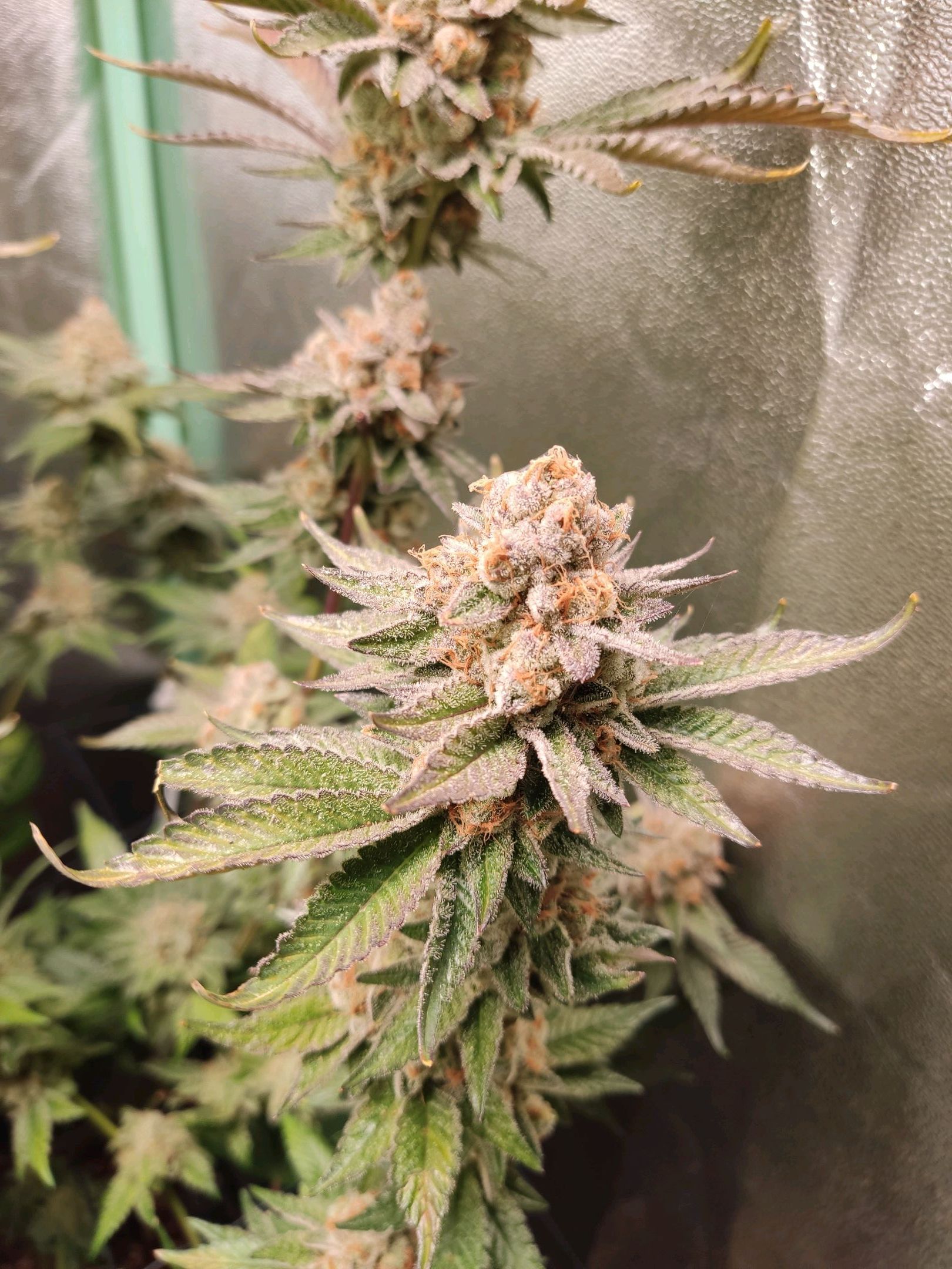 Skunky growlog photo 73