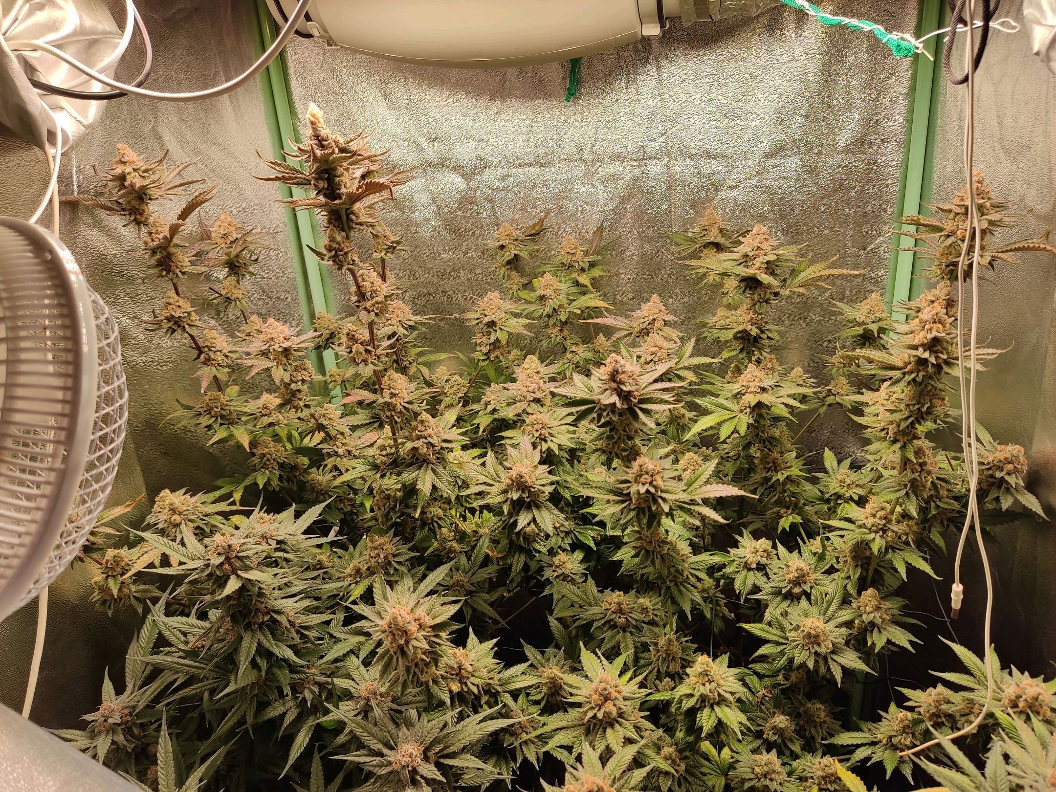 Skunky growlog photo 74