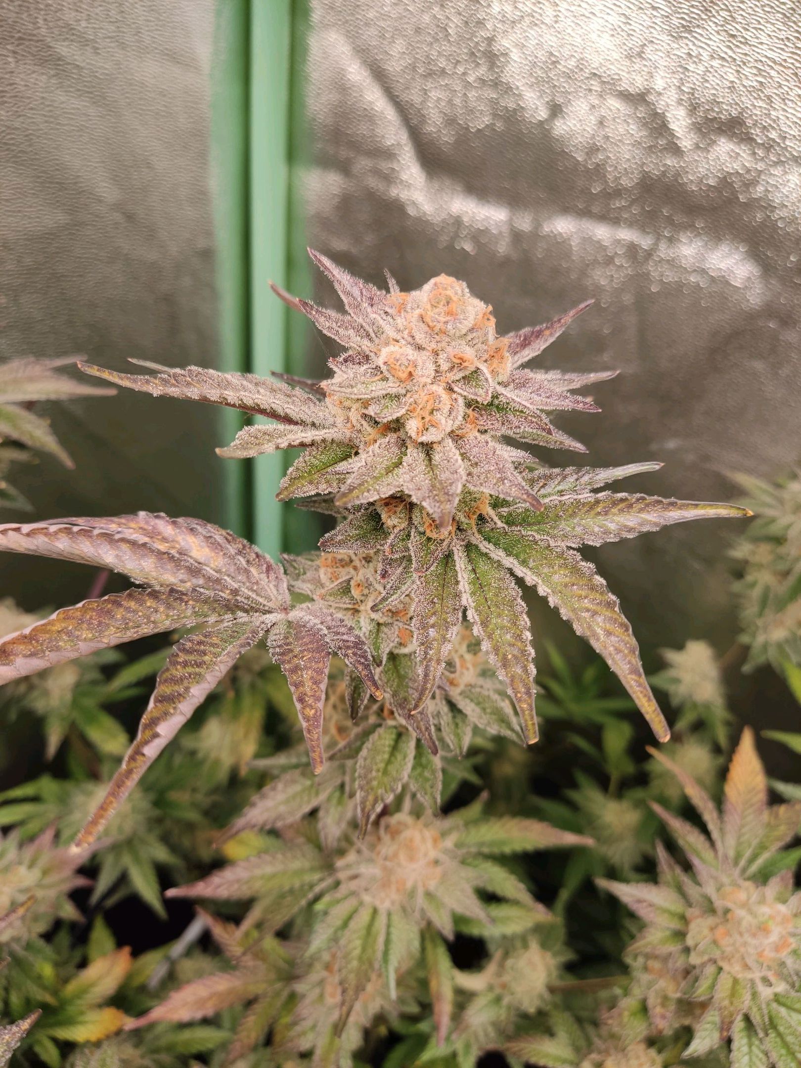 Skunky growlog photo 75