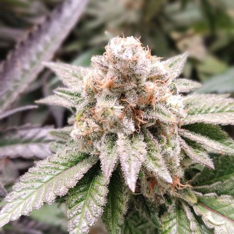 Skunky growlog in Indoor