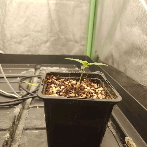 Papi Chulo OG growlog timeline photo